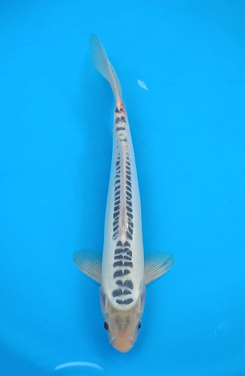 SUSUI 31cm