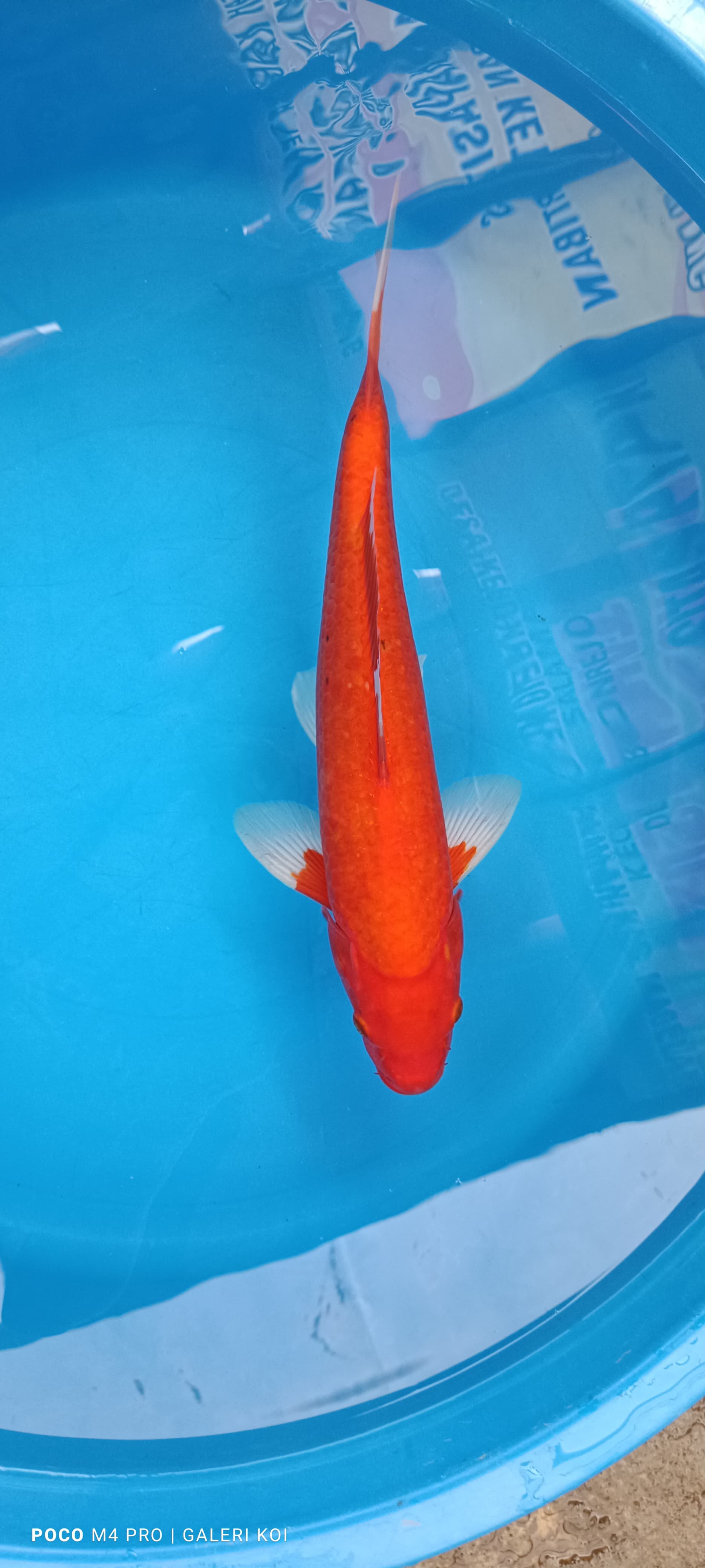 AKA HAJIRO 36cm
