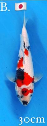 MARUSEI SHOWA 30cm