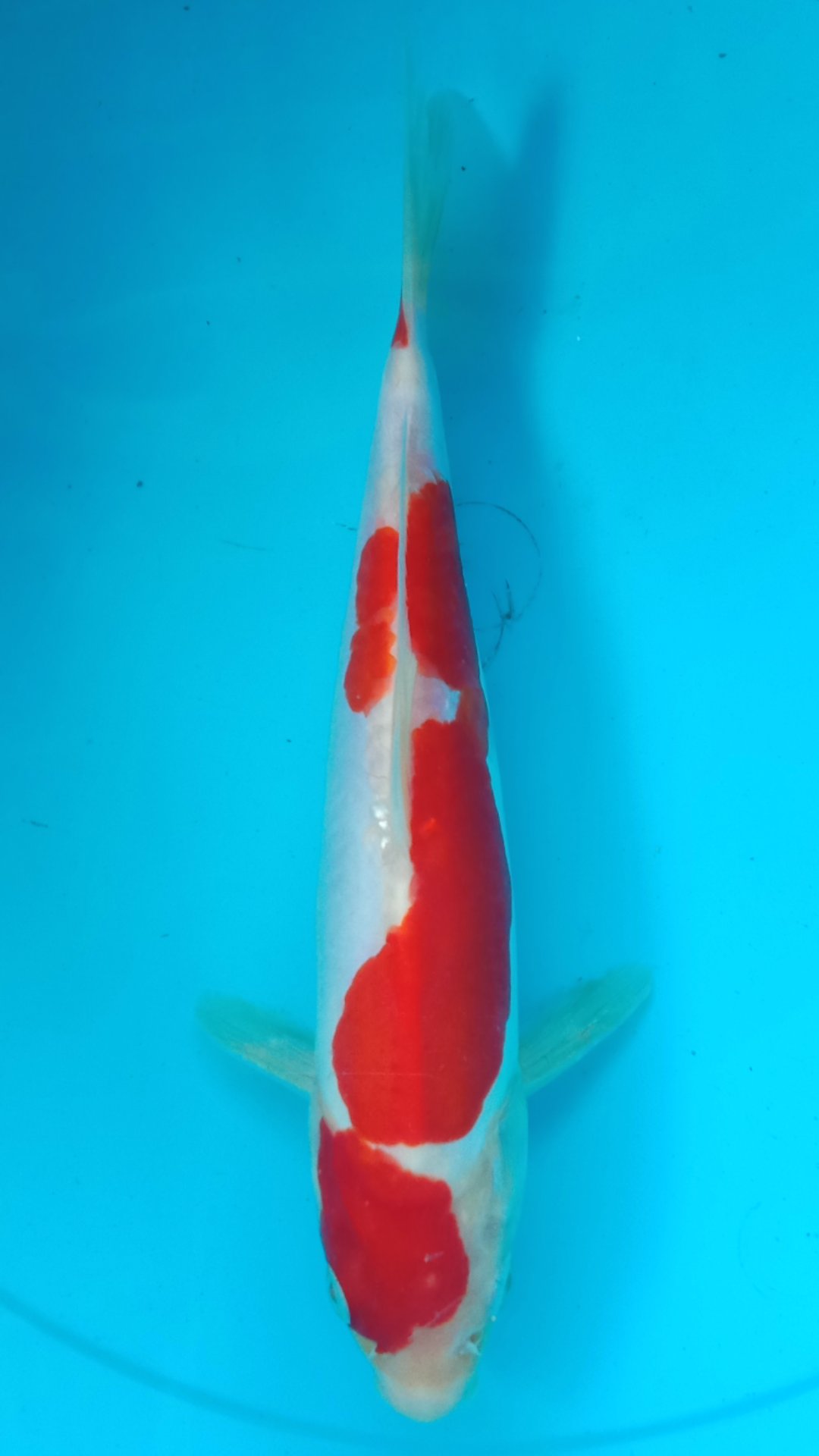 KOHAKU DOITSU 24cm