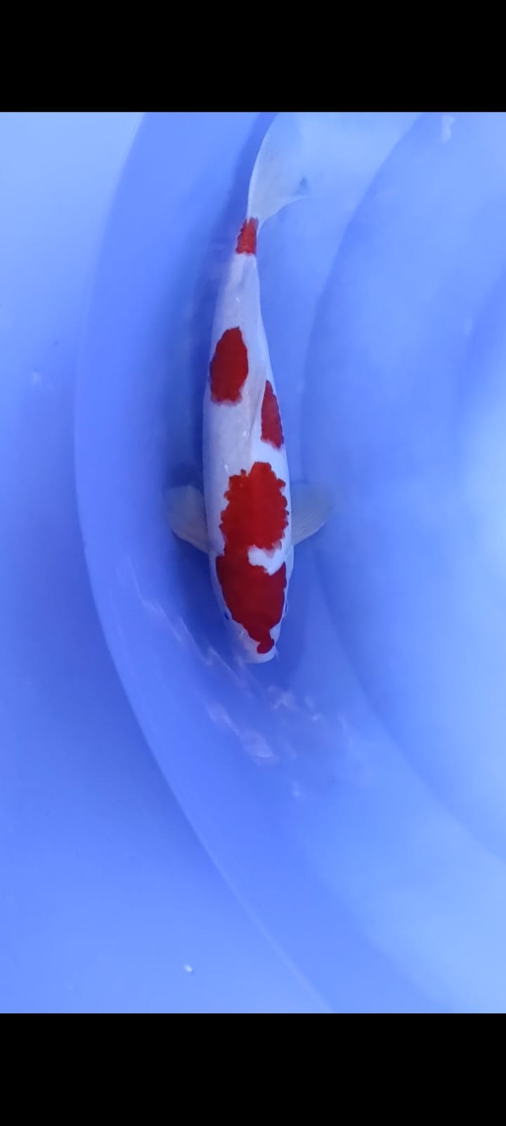 KOHAKU MERAH STRONG PANGKAL EKOR TEBAL 35cm