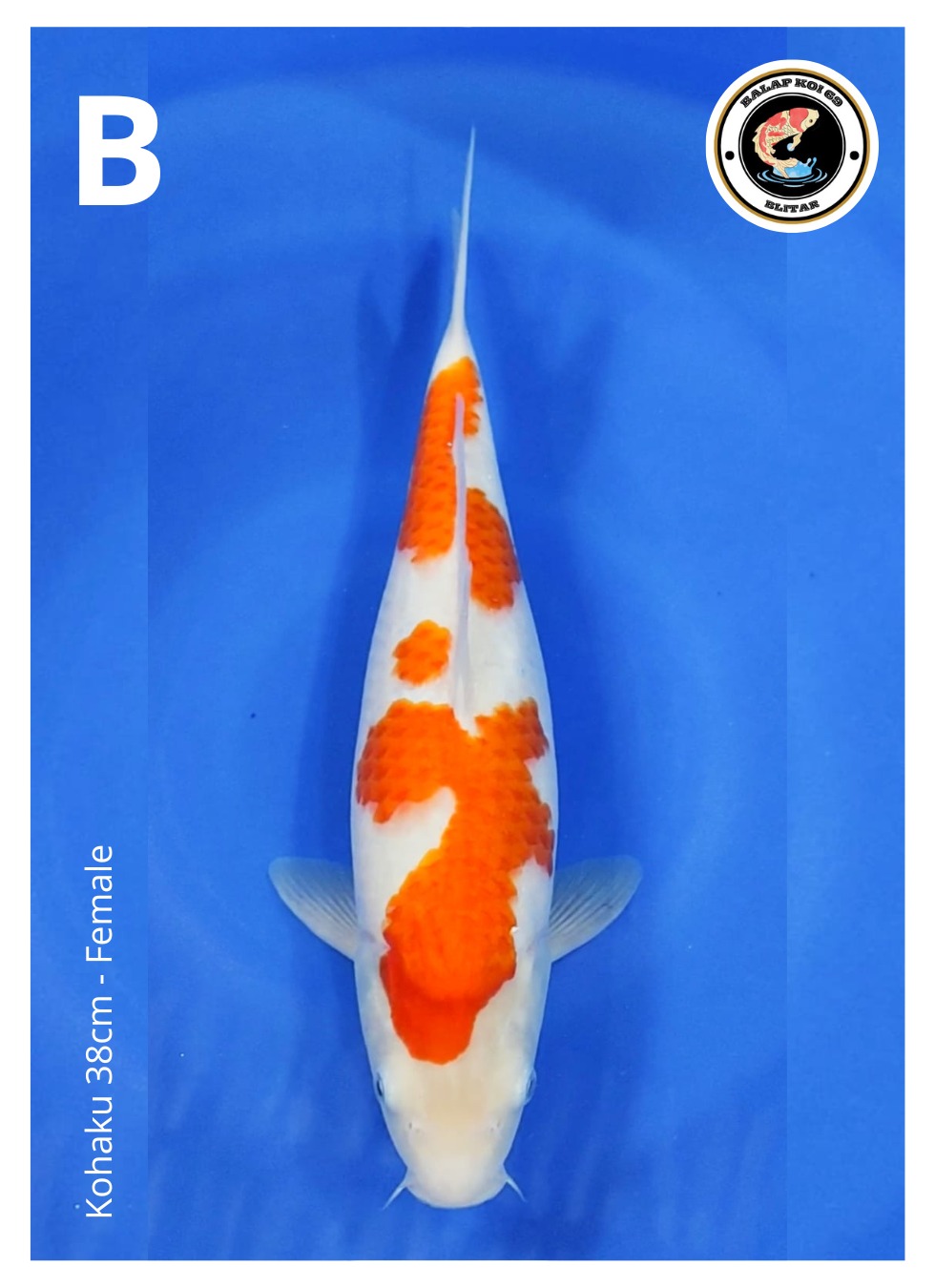 KOHAKU 38cm