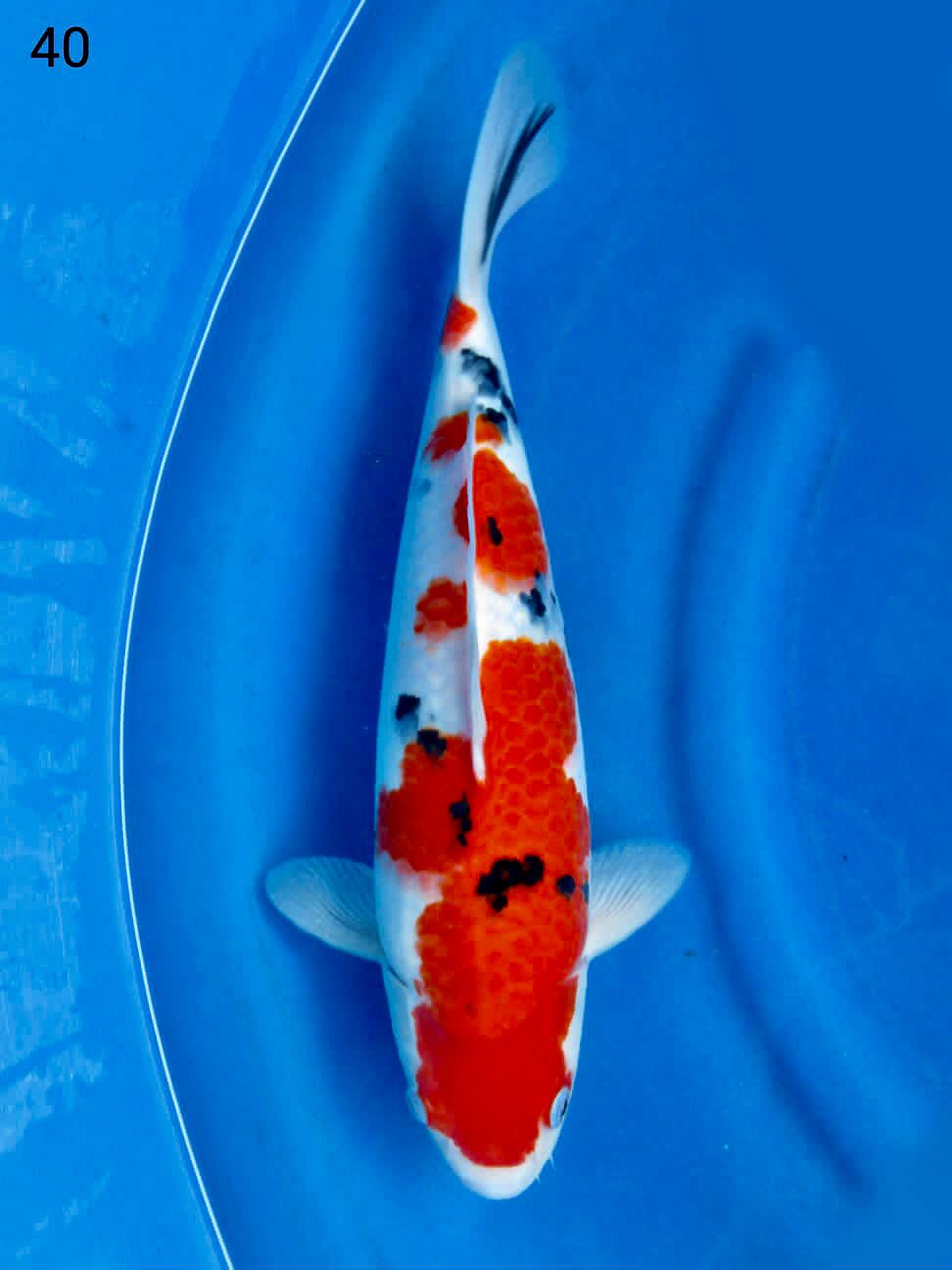 SANKE ORI MALE 40cm