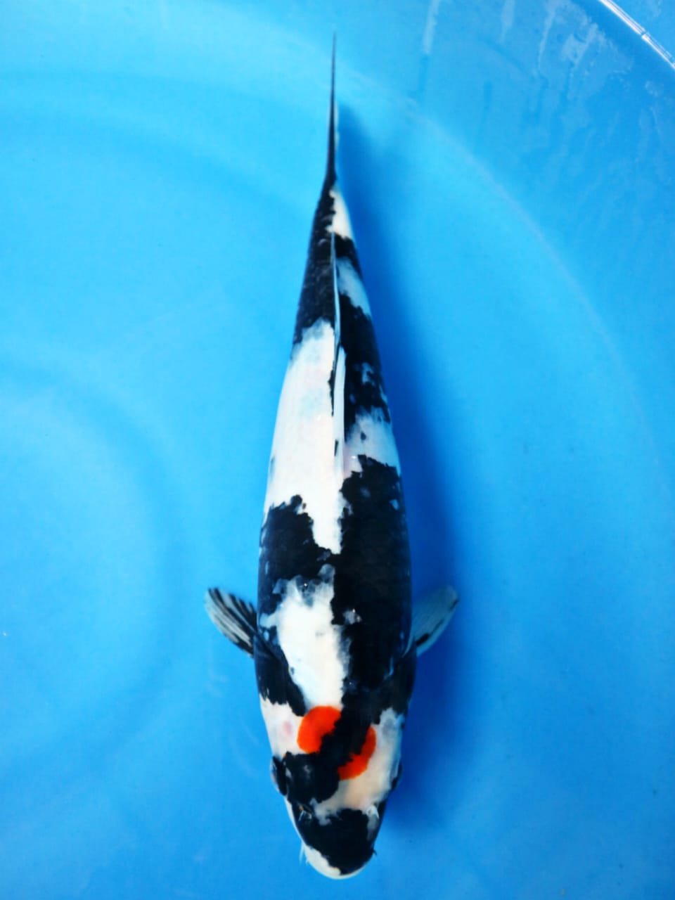 TANCHO SHOWA 33cm