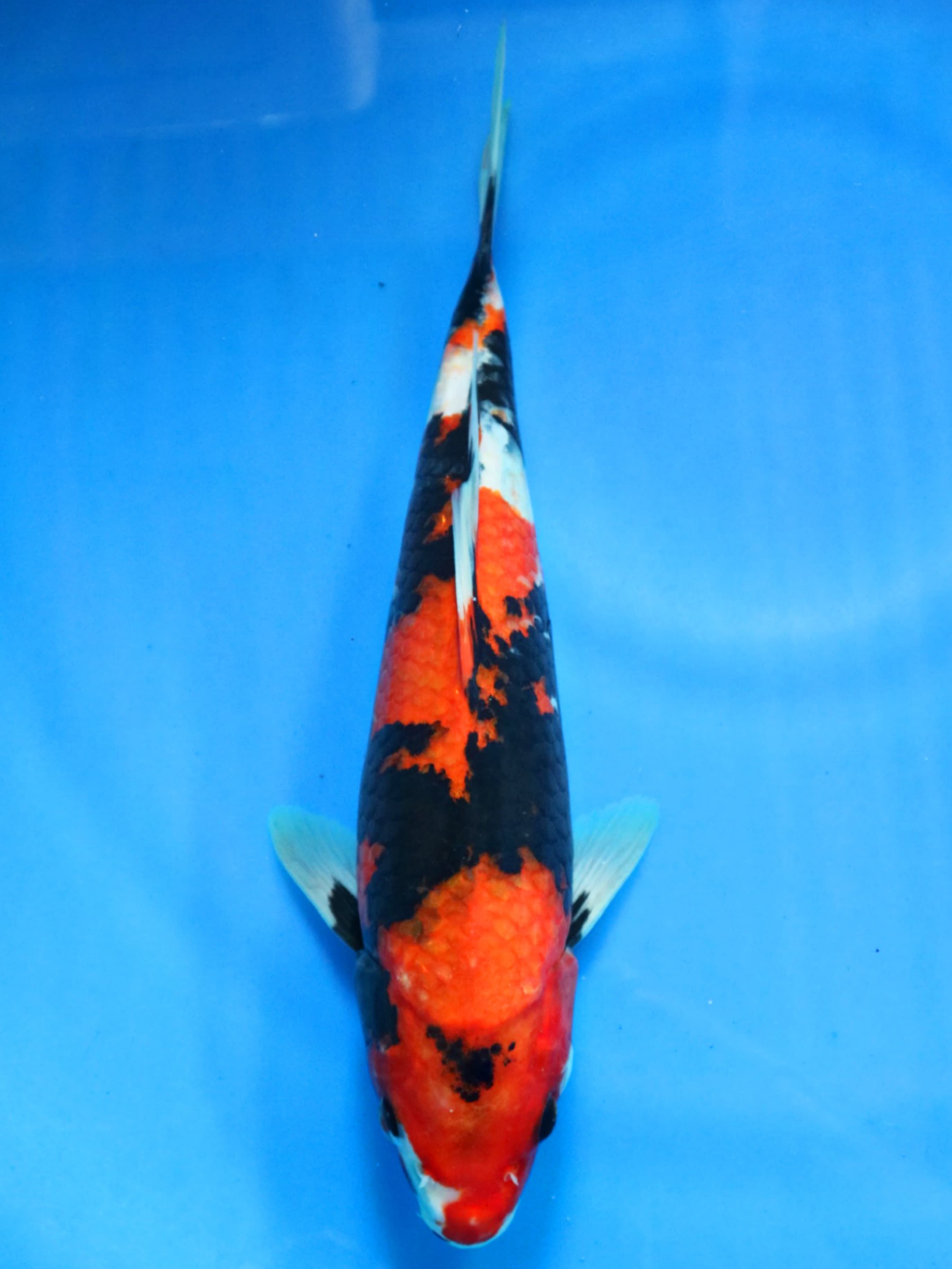 SHOWA 32cm