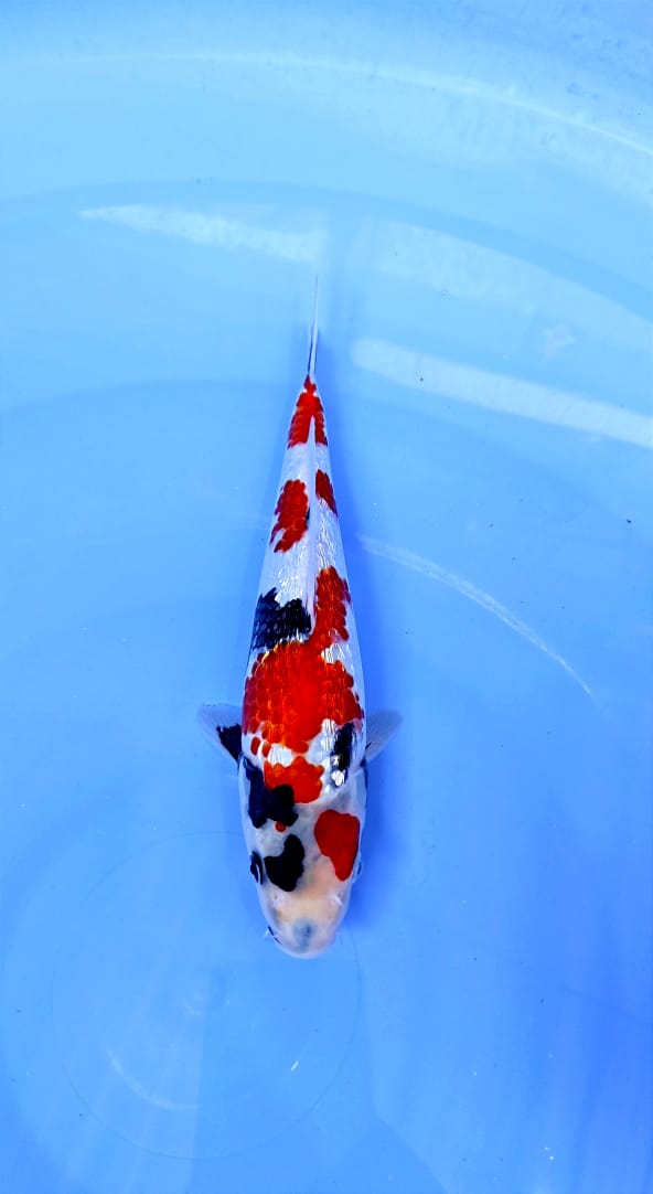 SHOWA GINRIN 25cm