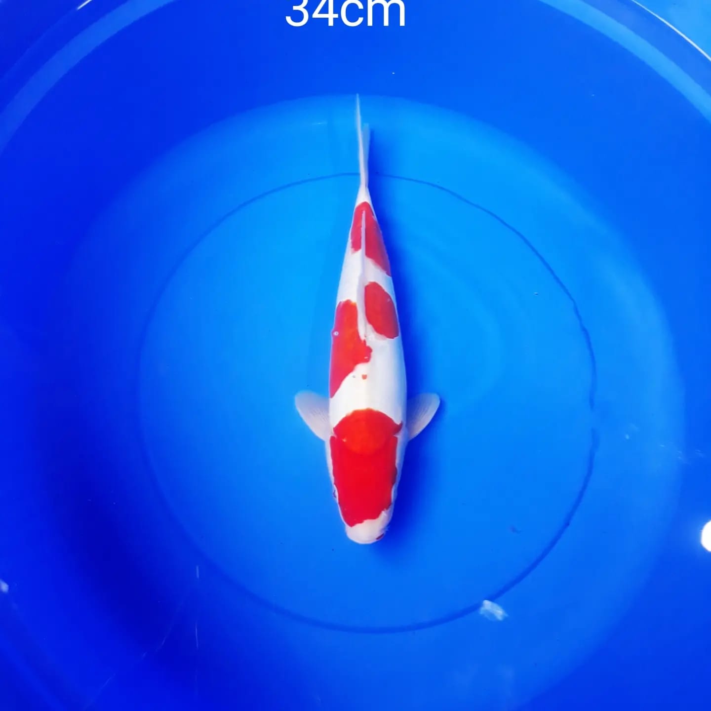 KOHAKU DOITSU HQ 34cm