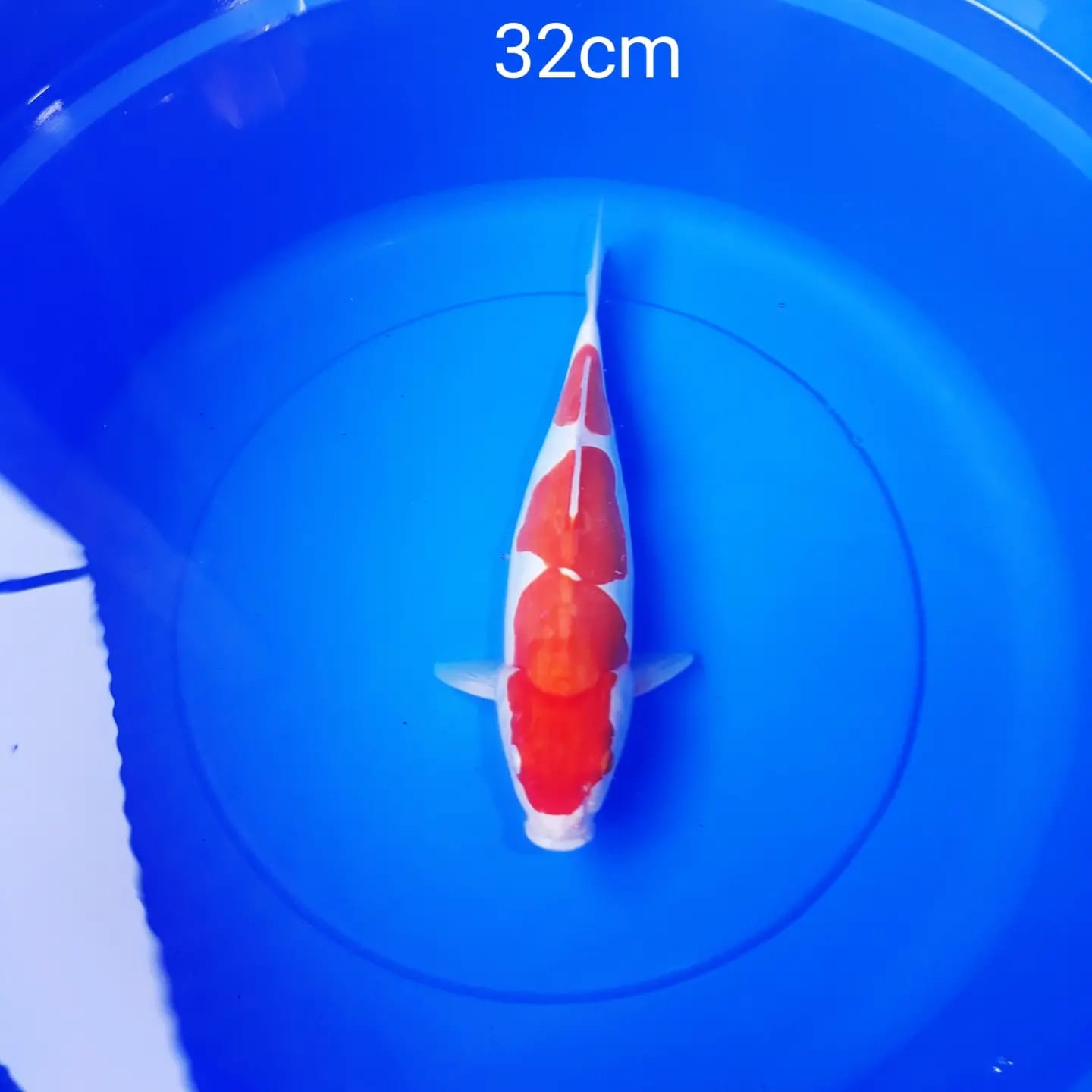 KOHAKU DOITSU HQ 29cm