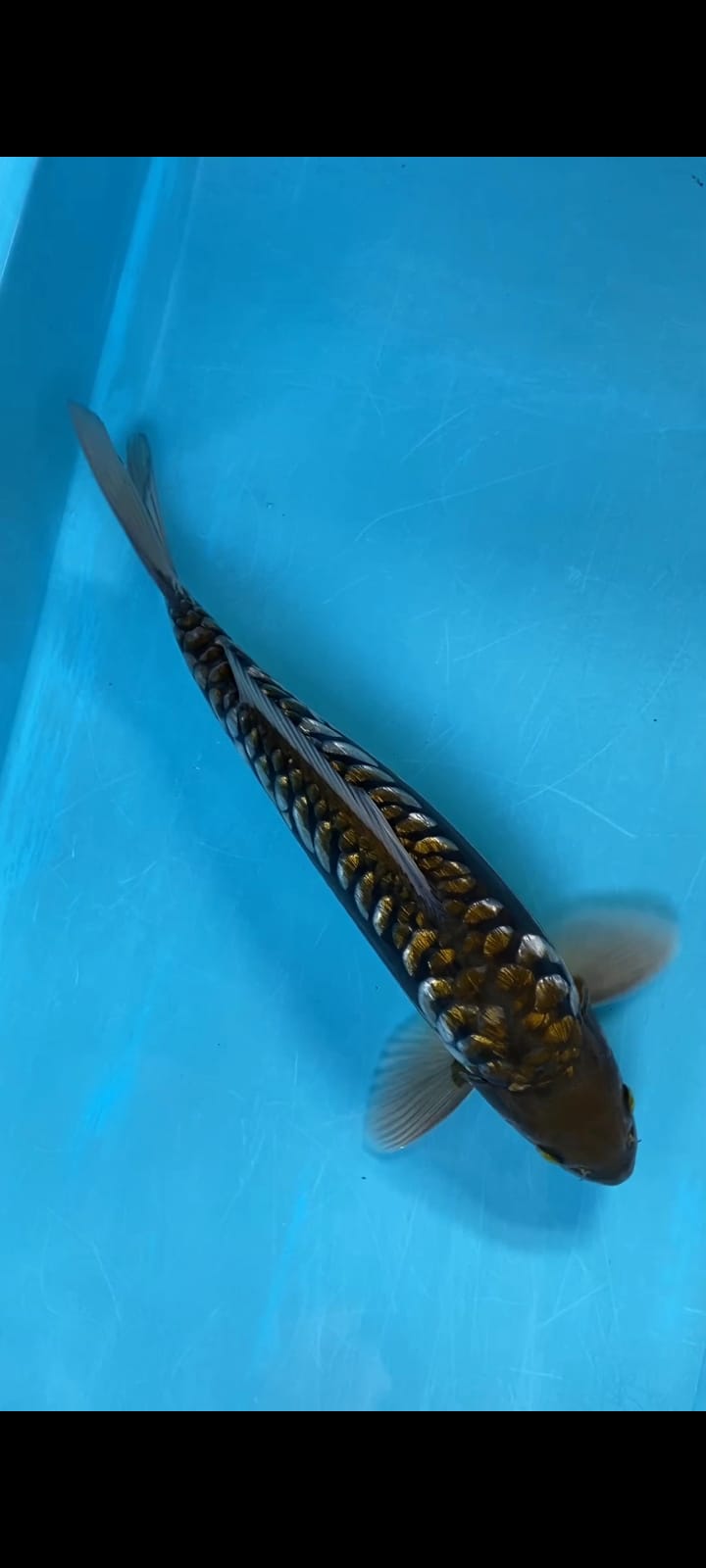 ARAGOKE SISIK EMAS 39cm