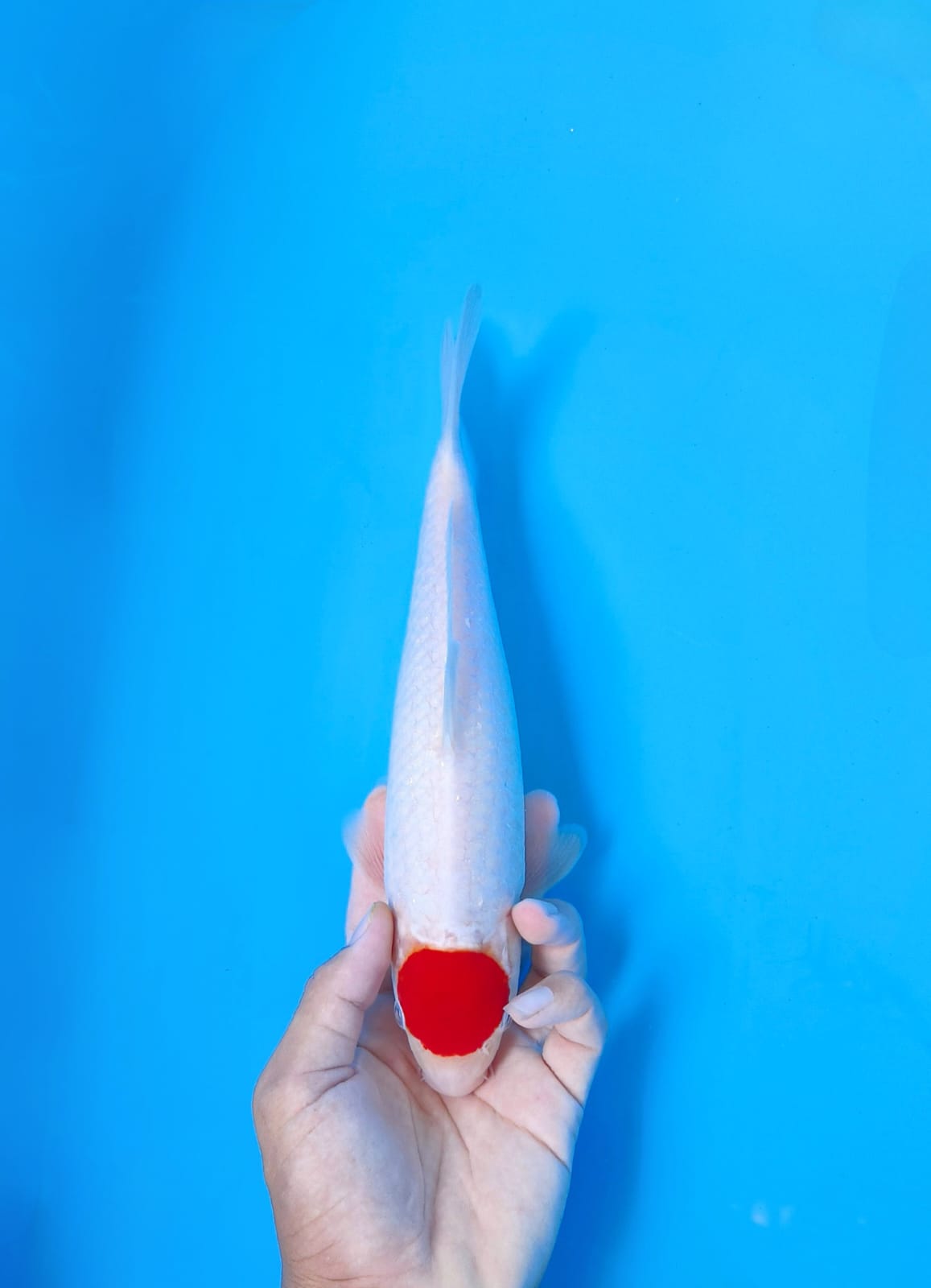 TC KOHAKU CUT DIKIT MERAPIKANMALE 30cm