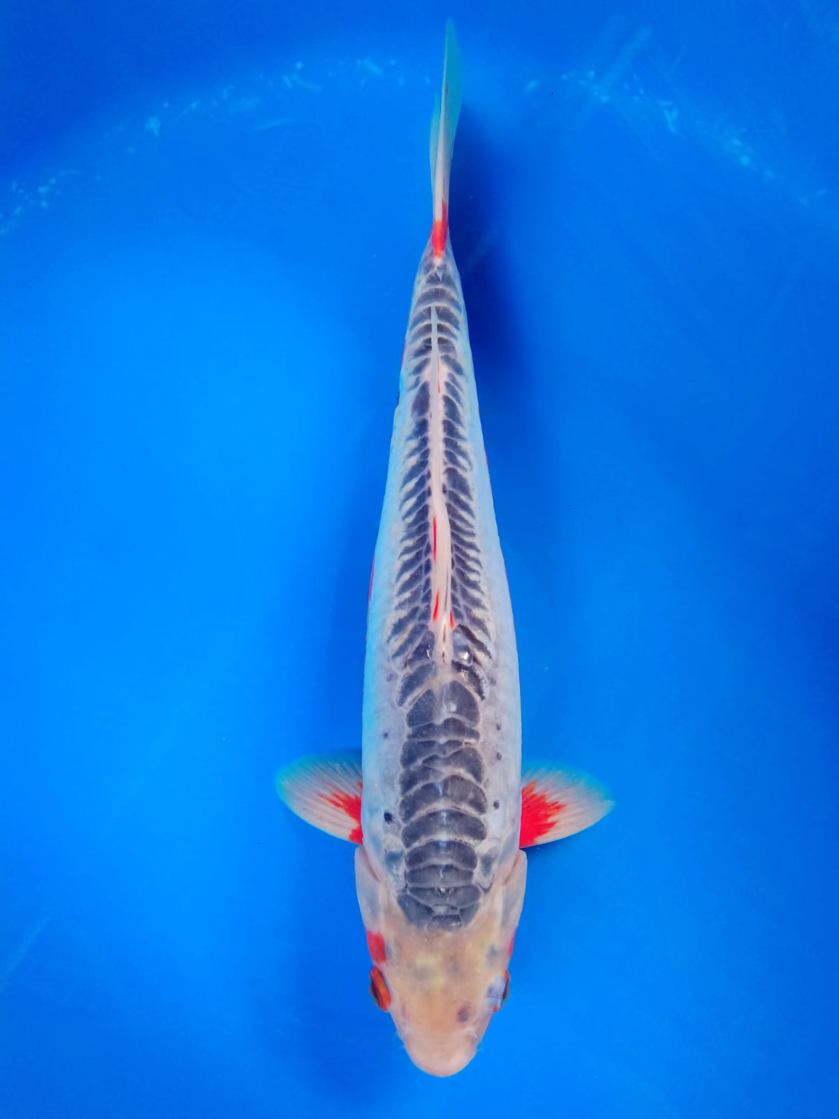 SHUSUI 36cm