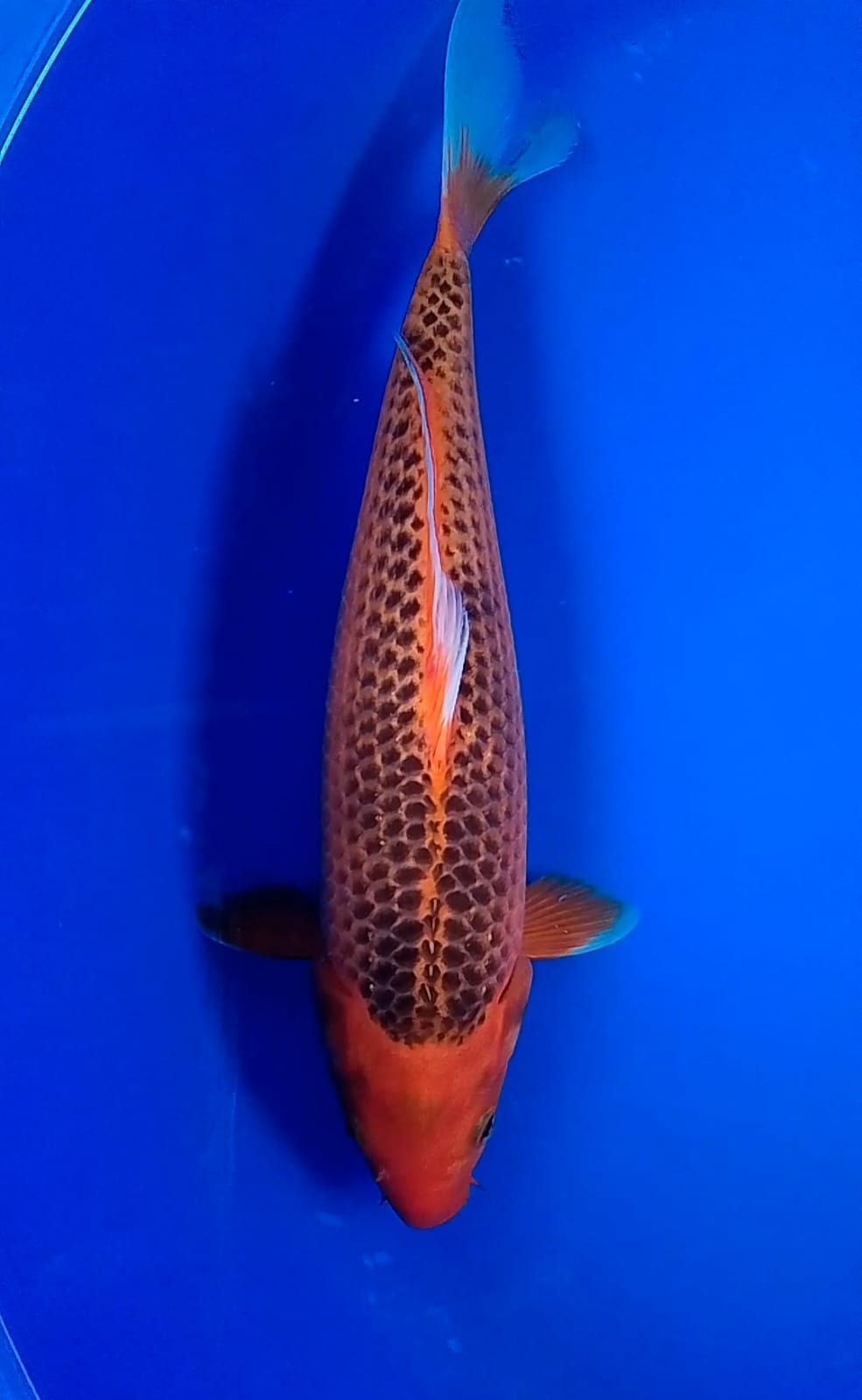 AKA MATSUBA 34cm