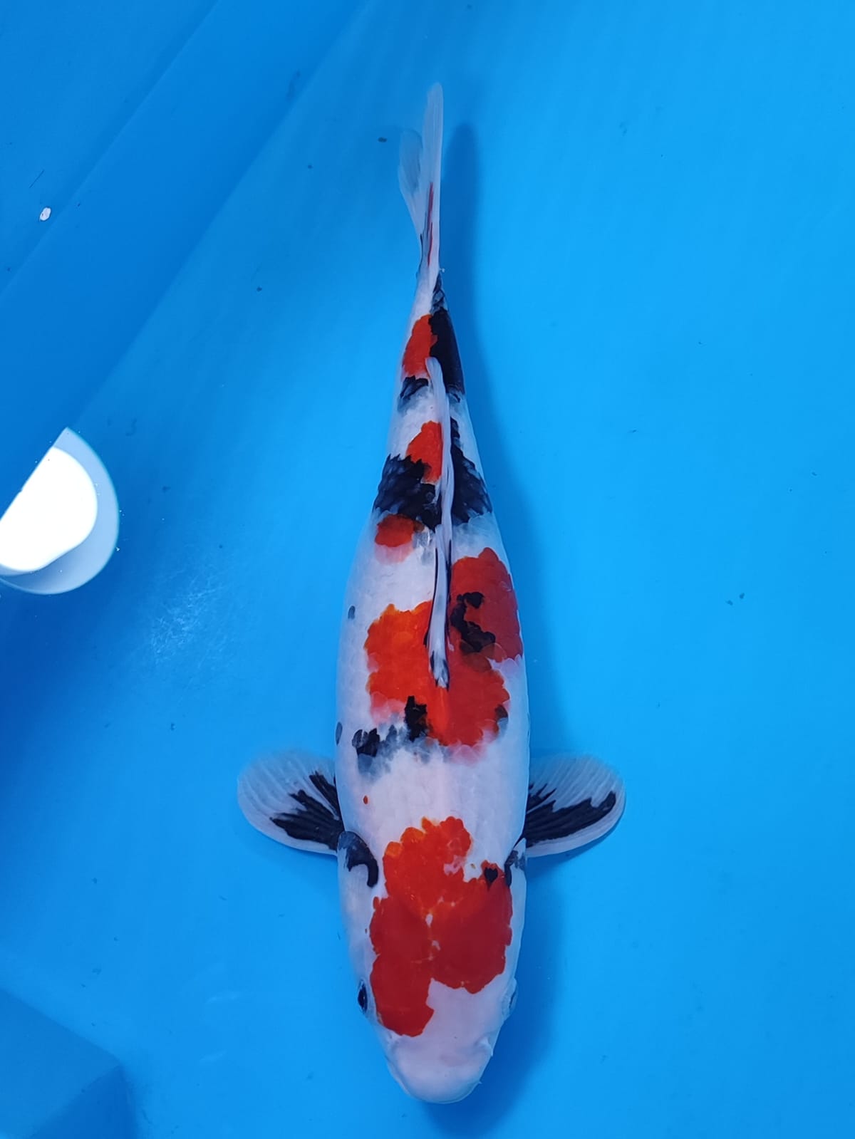 SHOWA BAKAT JUMBO 37cm