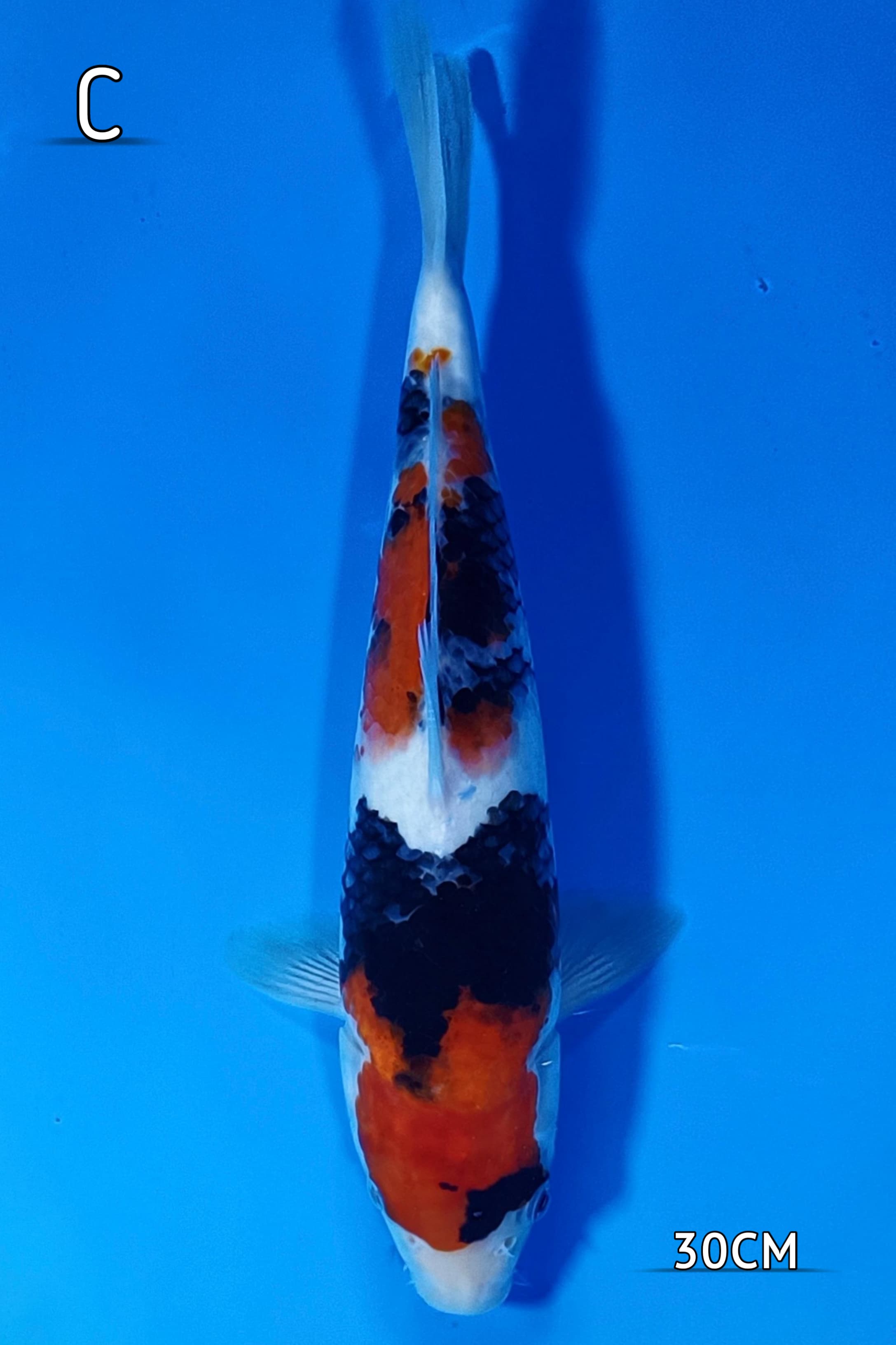 HQ SHOWA SISIK 30cm