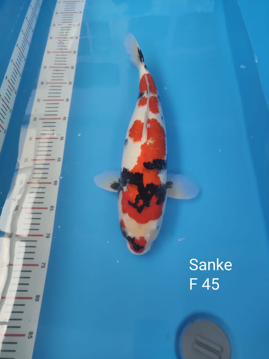 SANKE F 45cm