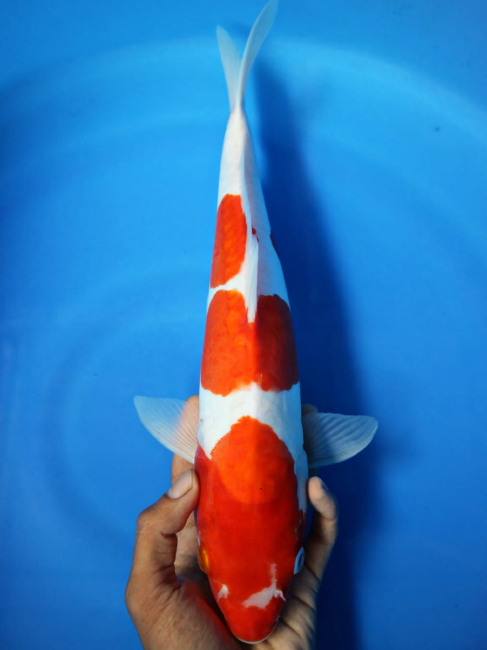 DOITSU KOHAKU 41cm