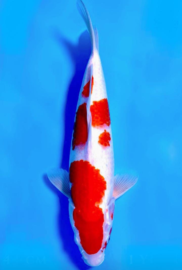 KOHAKU 45cm SAITO KOI FARM
