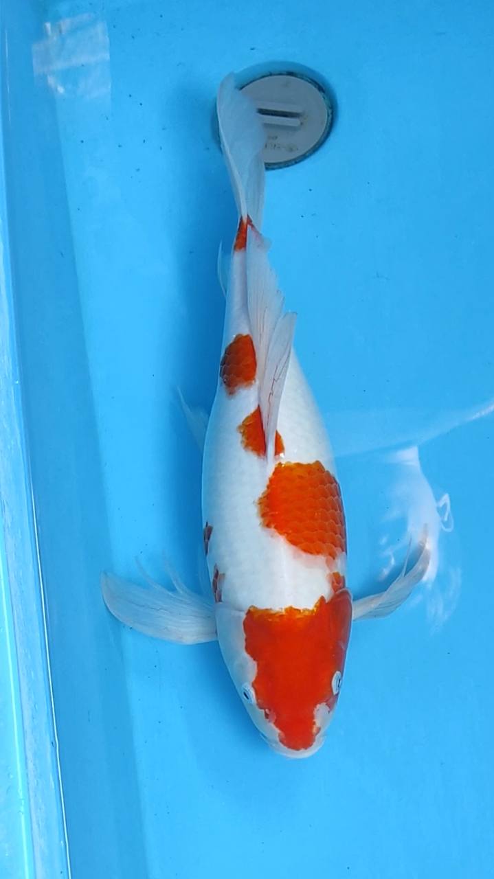 KUMPAY KOHAKU 46cm
