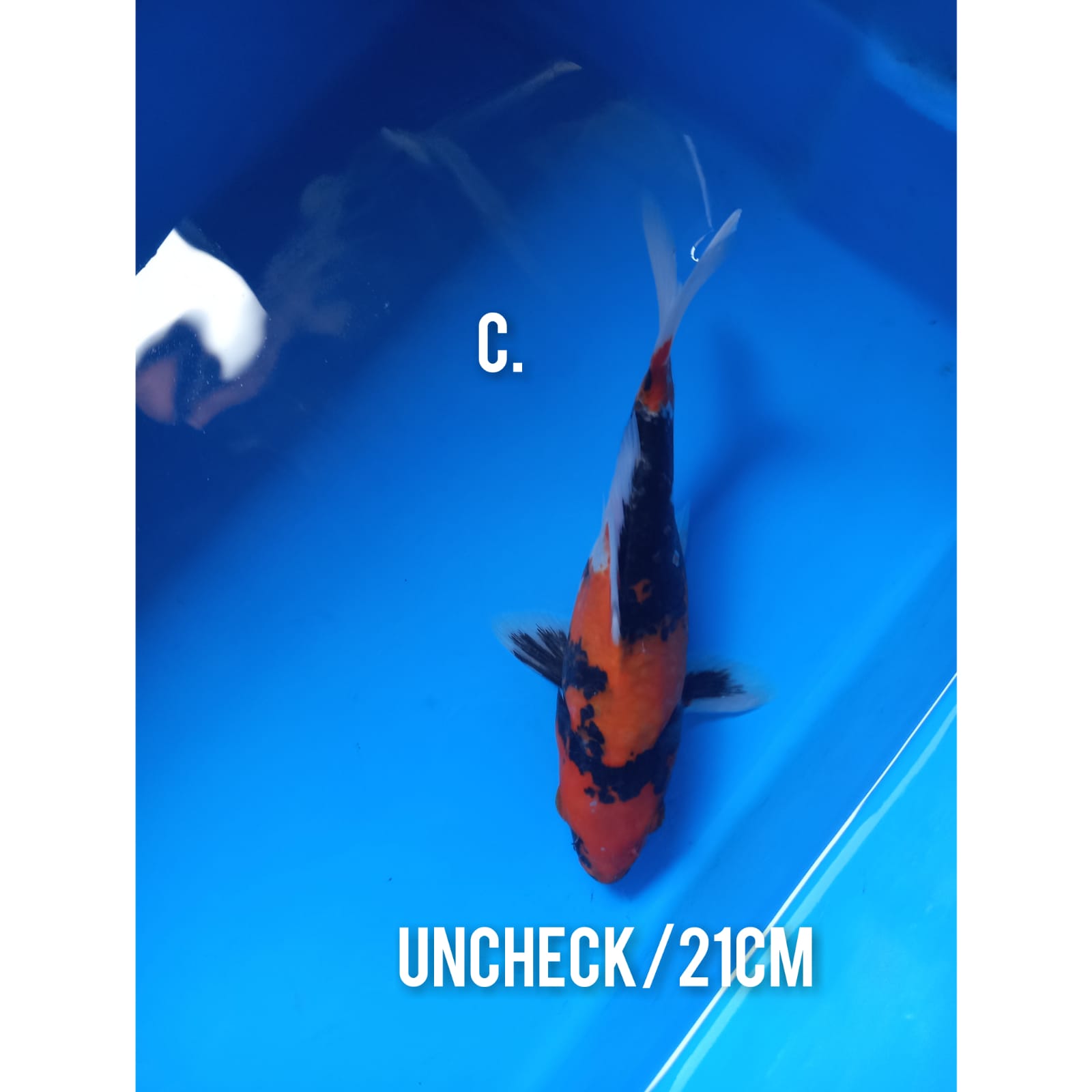 SHOWA SHORT BODY 21cm