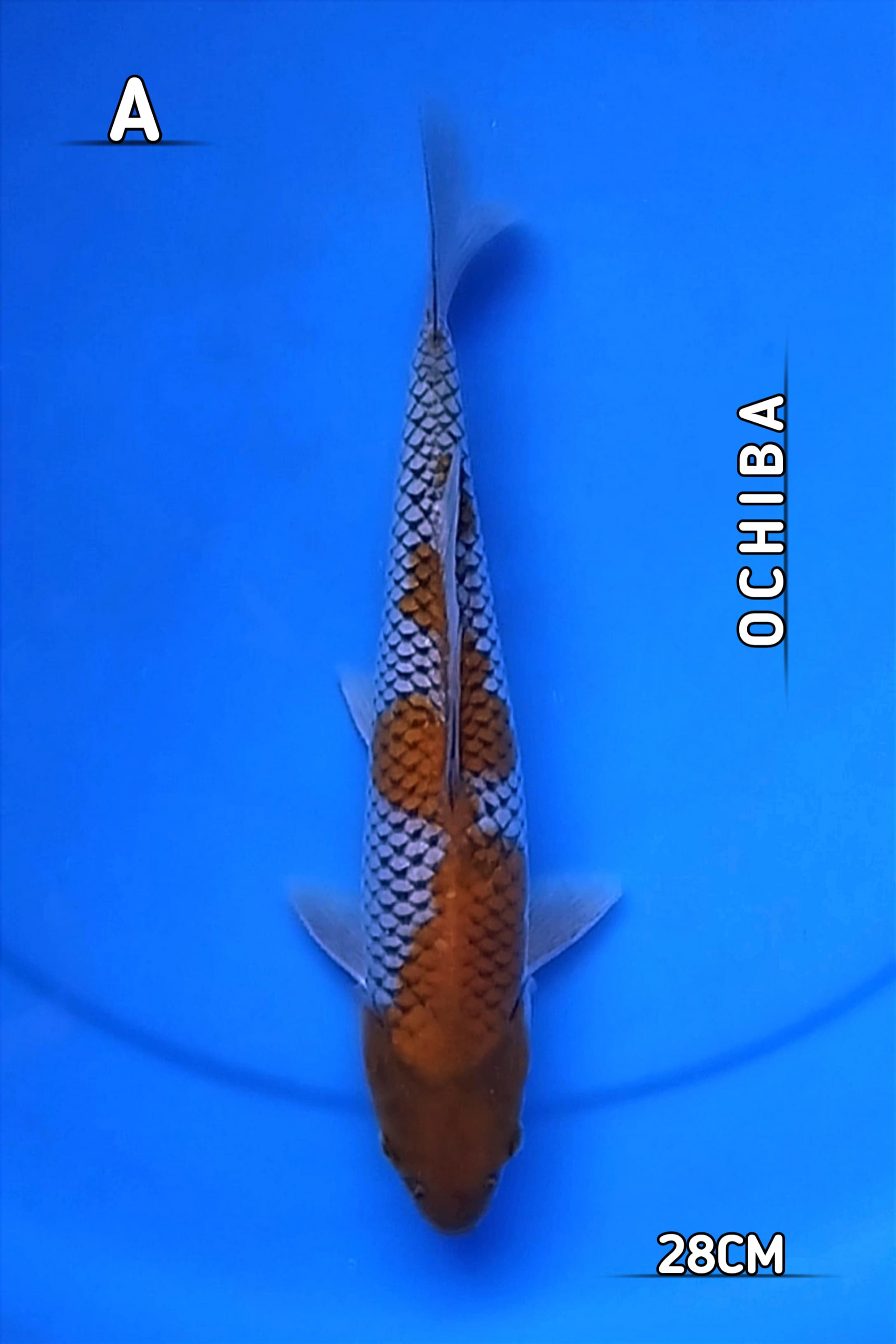 OCHIBA GOOD PATERN 28cm