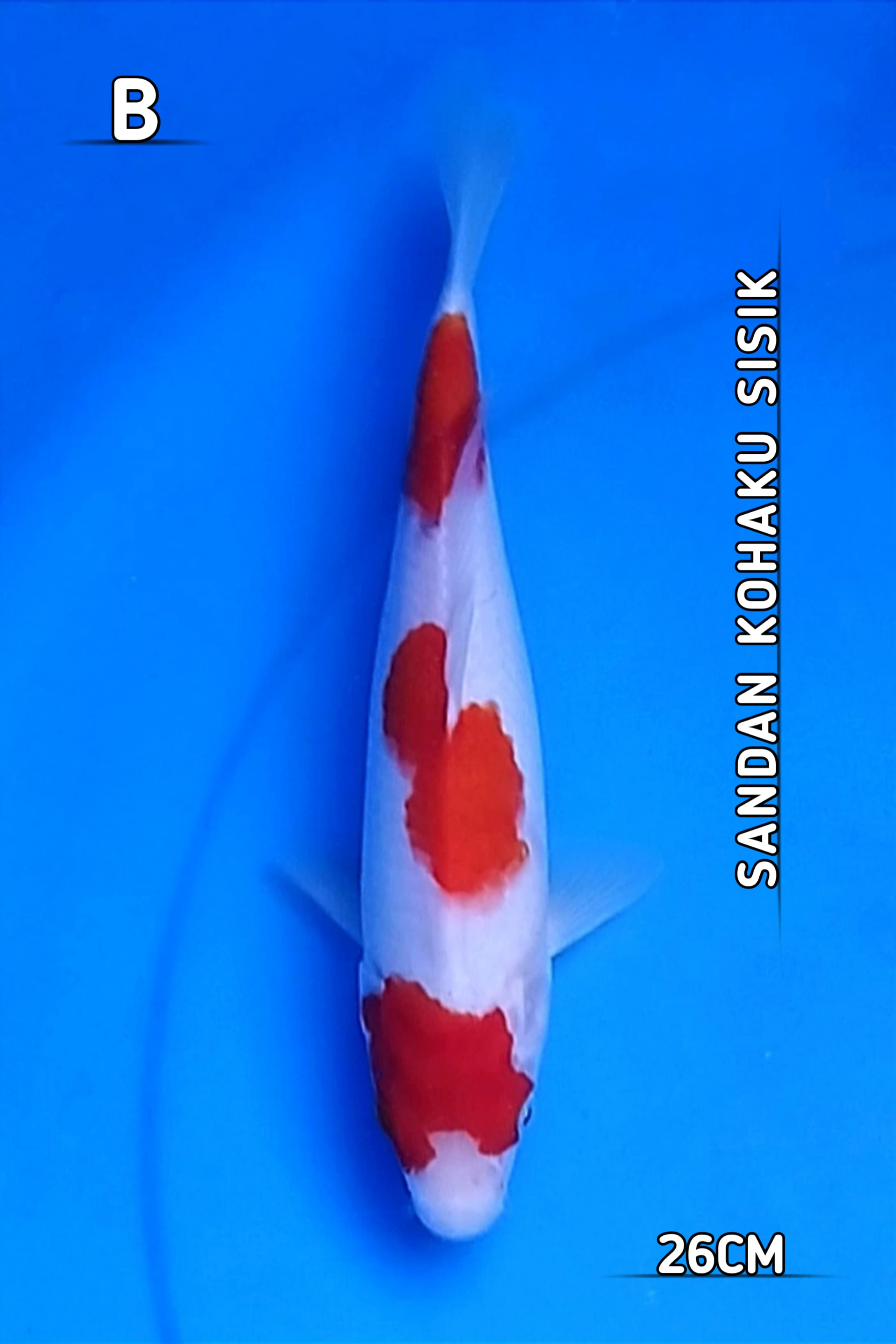 SANDAN KOHAKU SISIK TIGA STEP 26cm