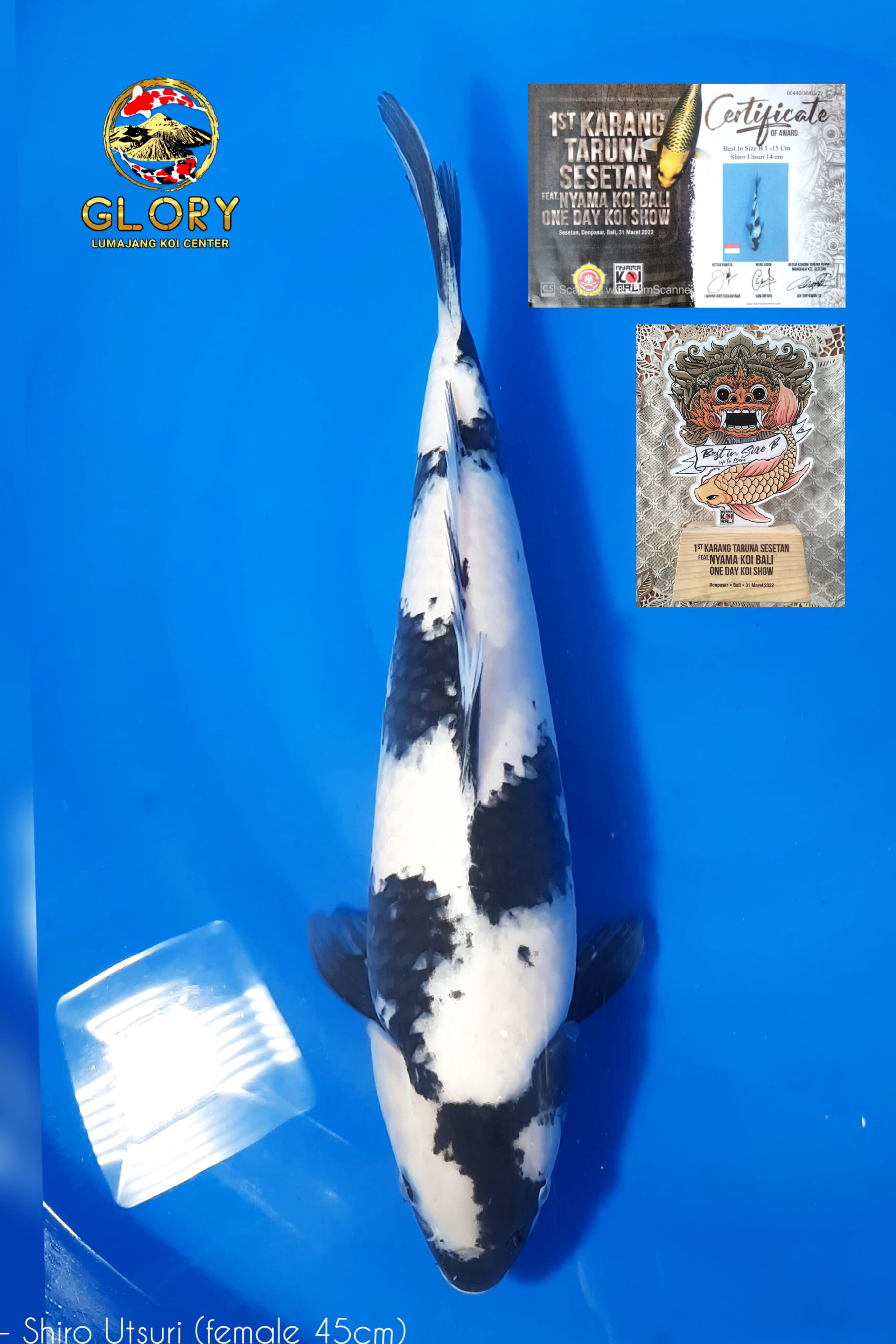SHIRO UTSURI 45cm
