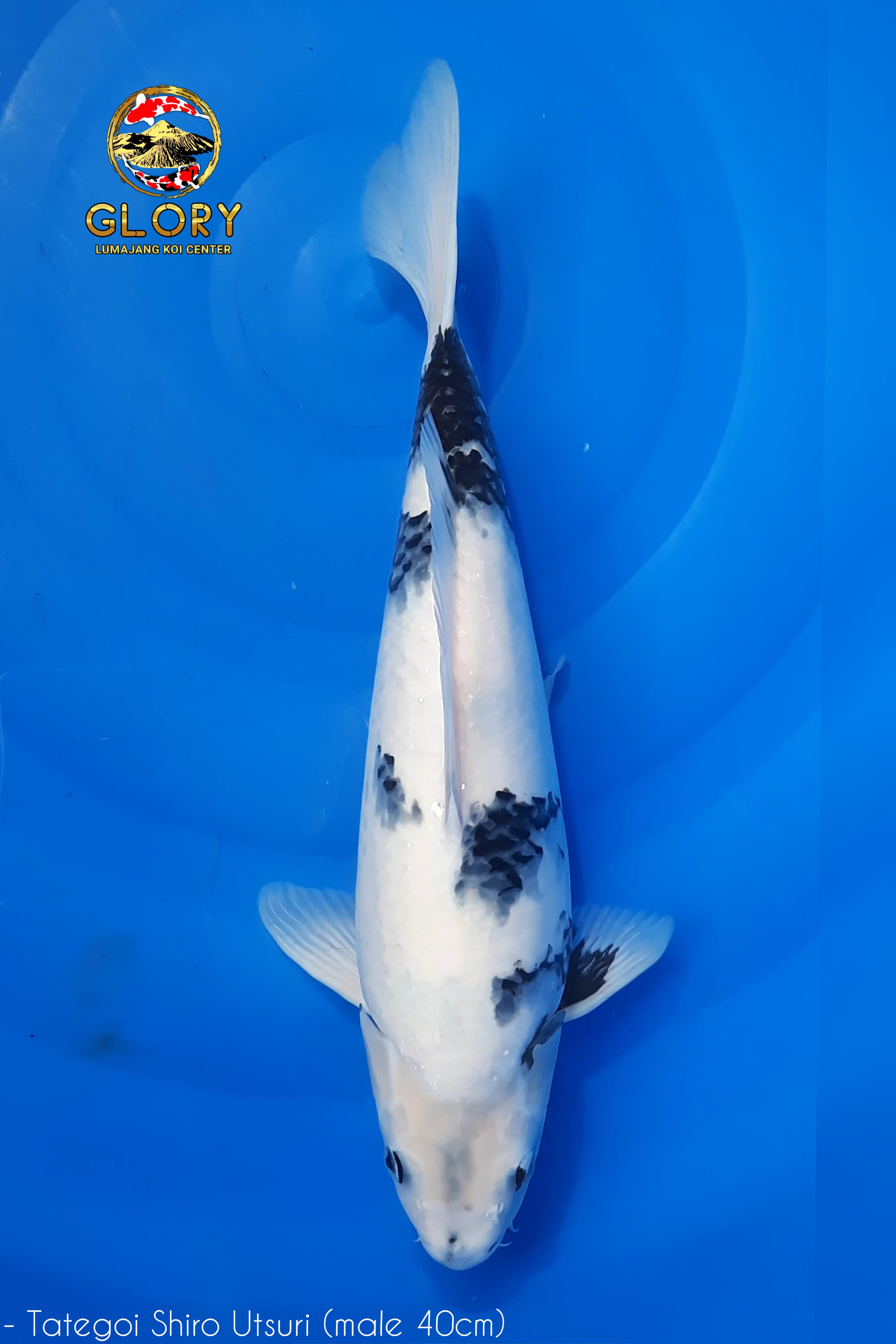 TATEGOI SHIRO UTSURI 40cm