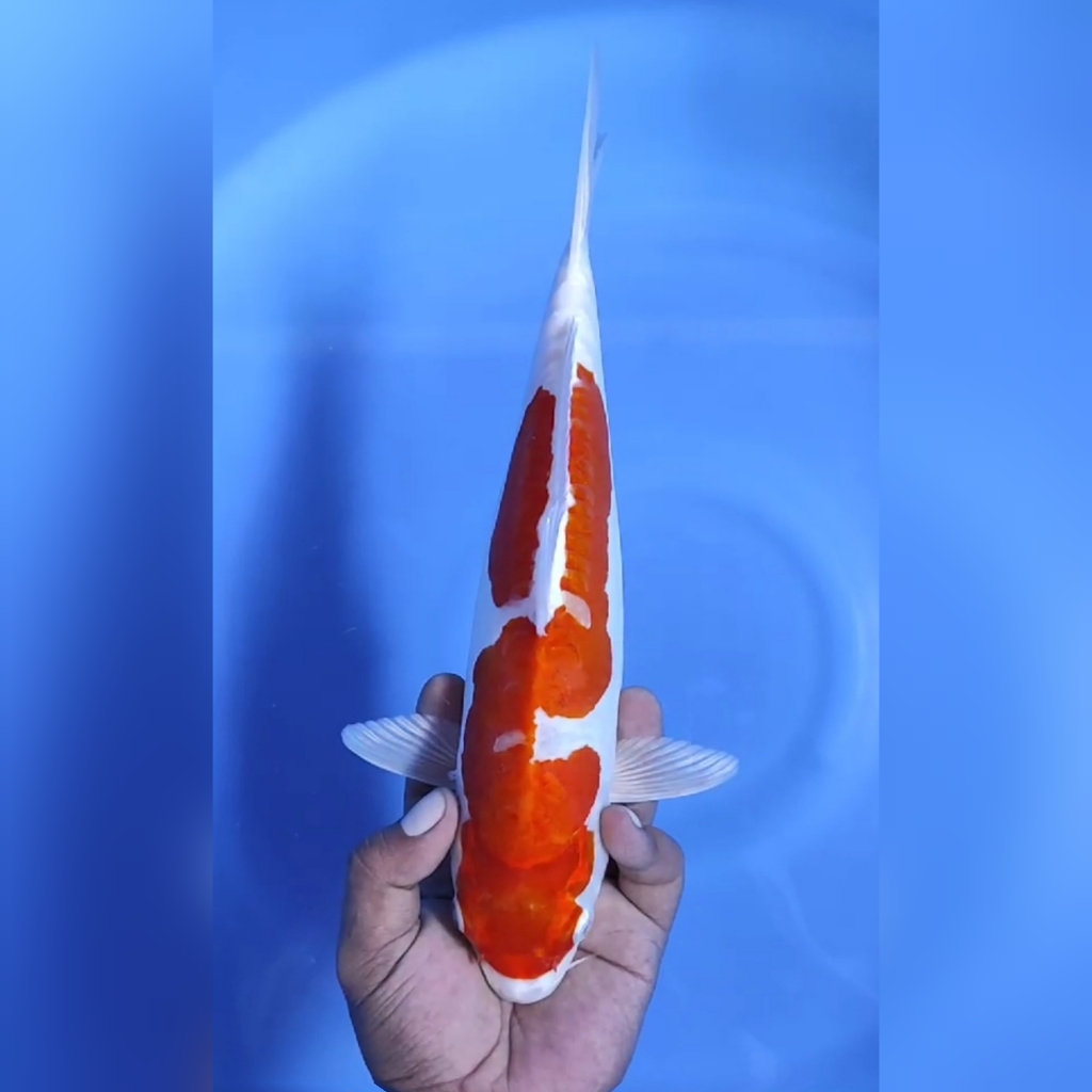 KOHAKU DOITSU HIKARI 32cm