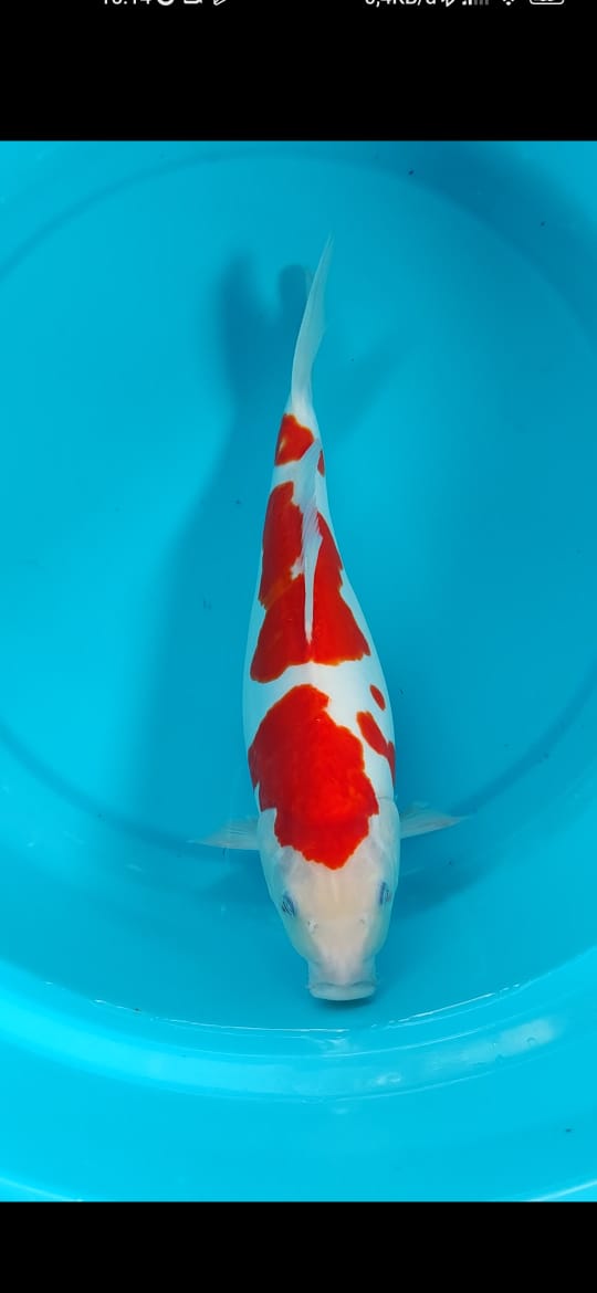 KOHAKU DOITSU 36cm