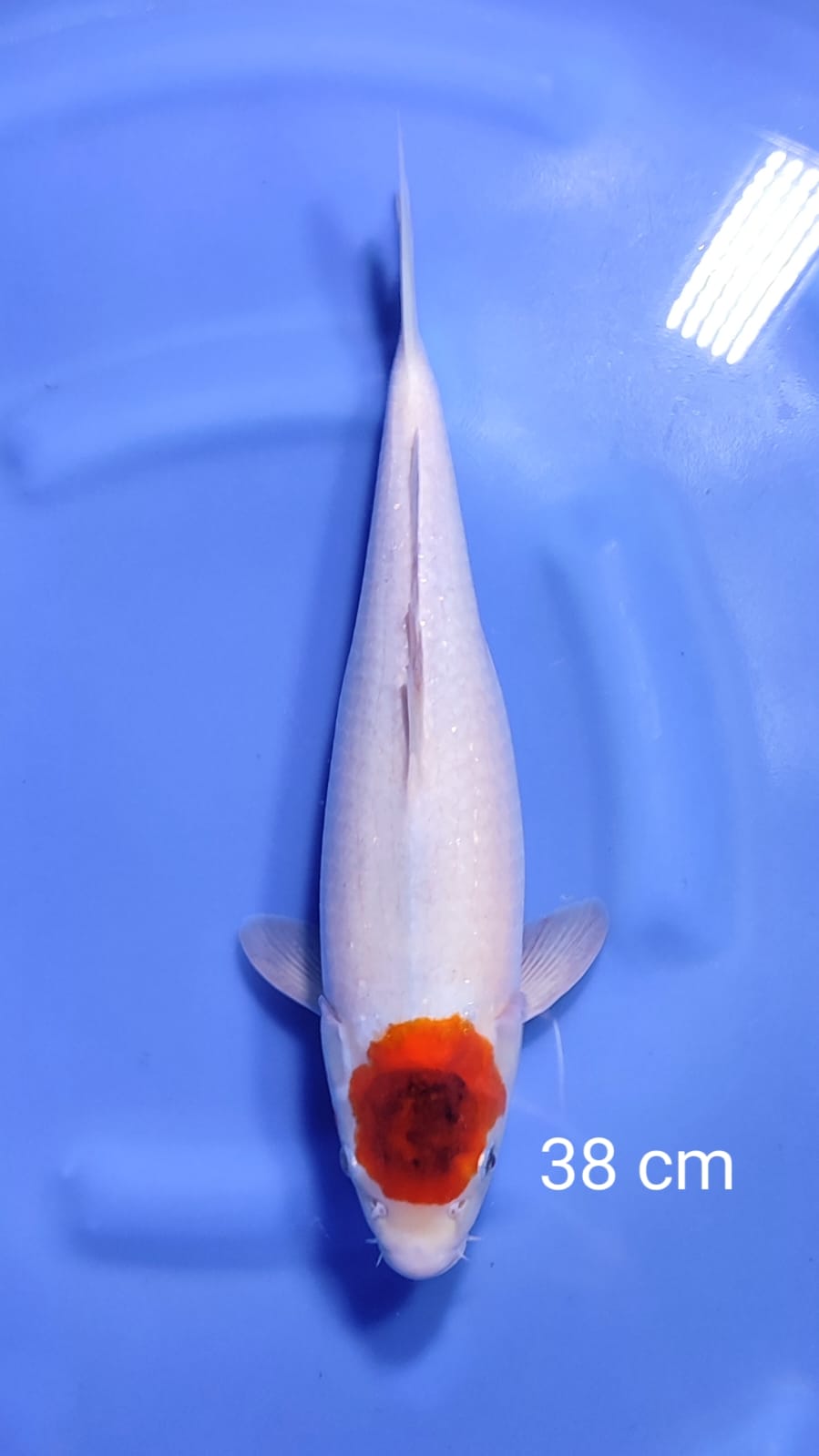 TANCHO GOROMO 38cm