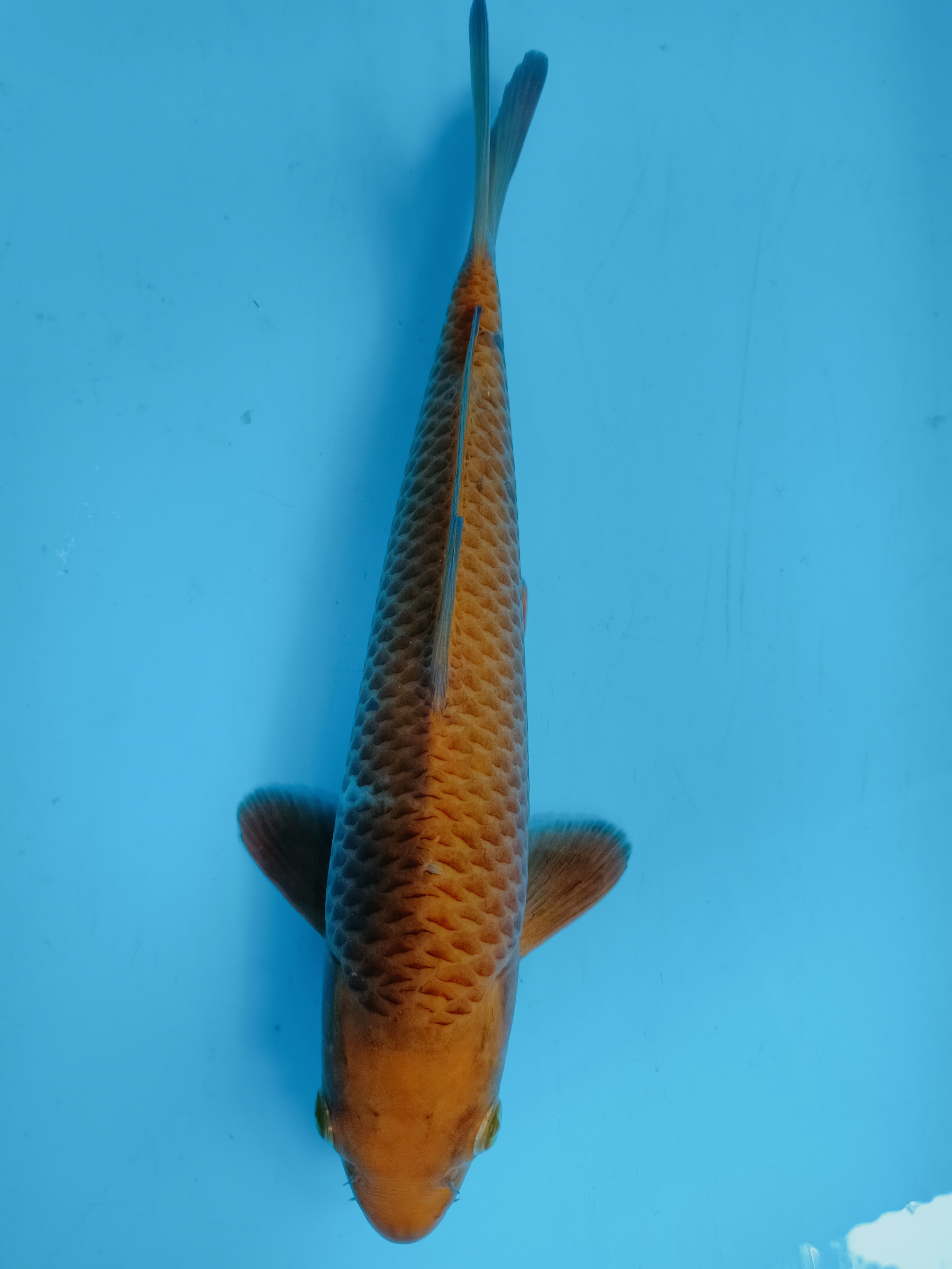 KARAMEL 30cm