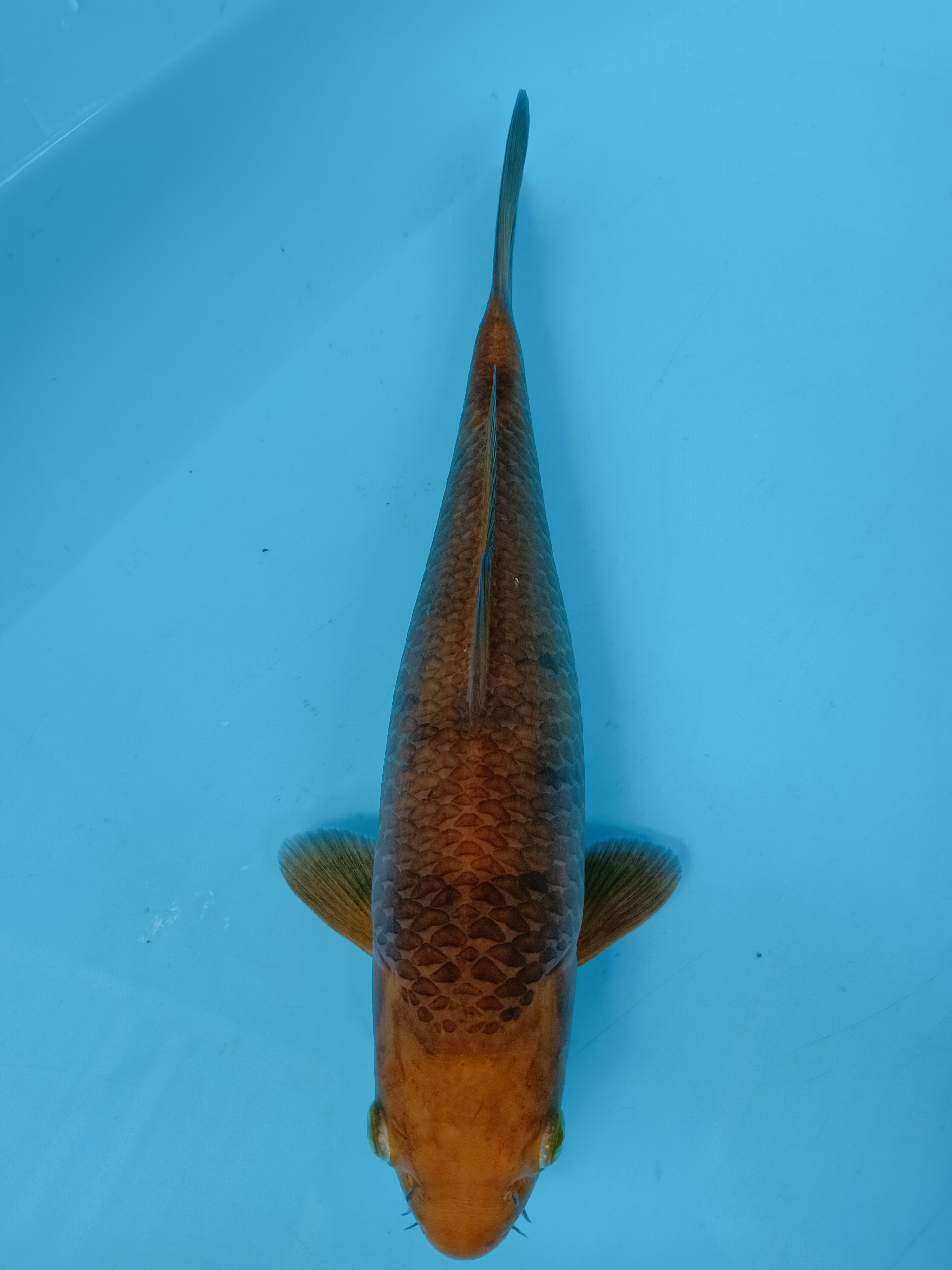 KARAMEL 29cm