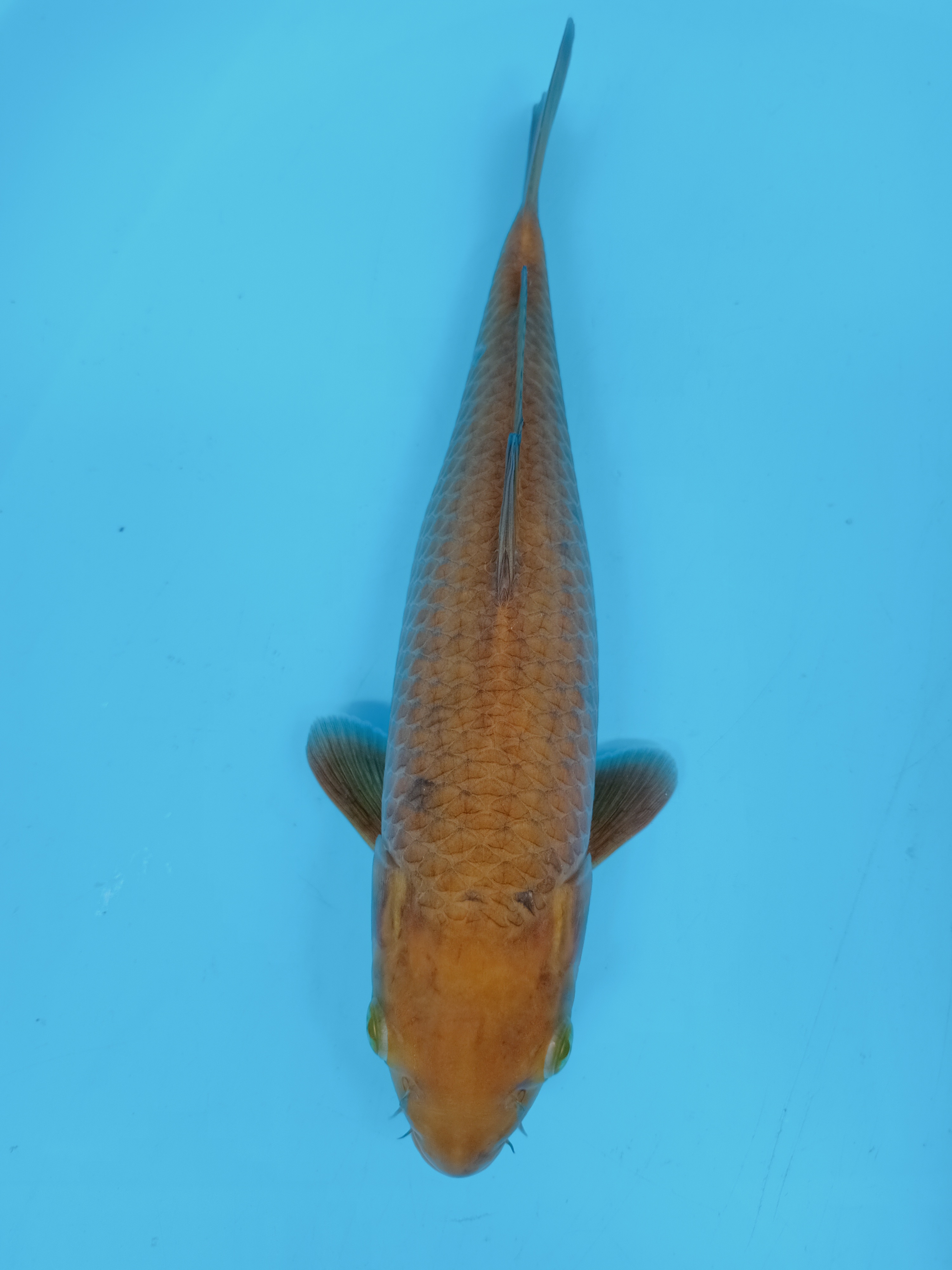 KARAMEL 31cm