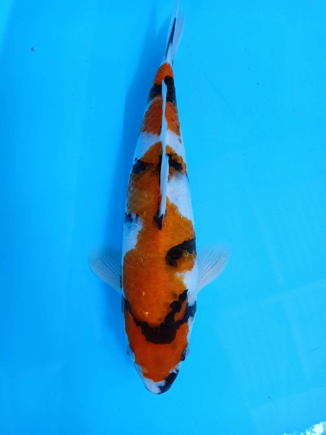 SHOWA 31cm