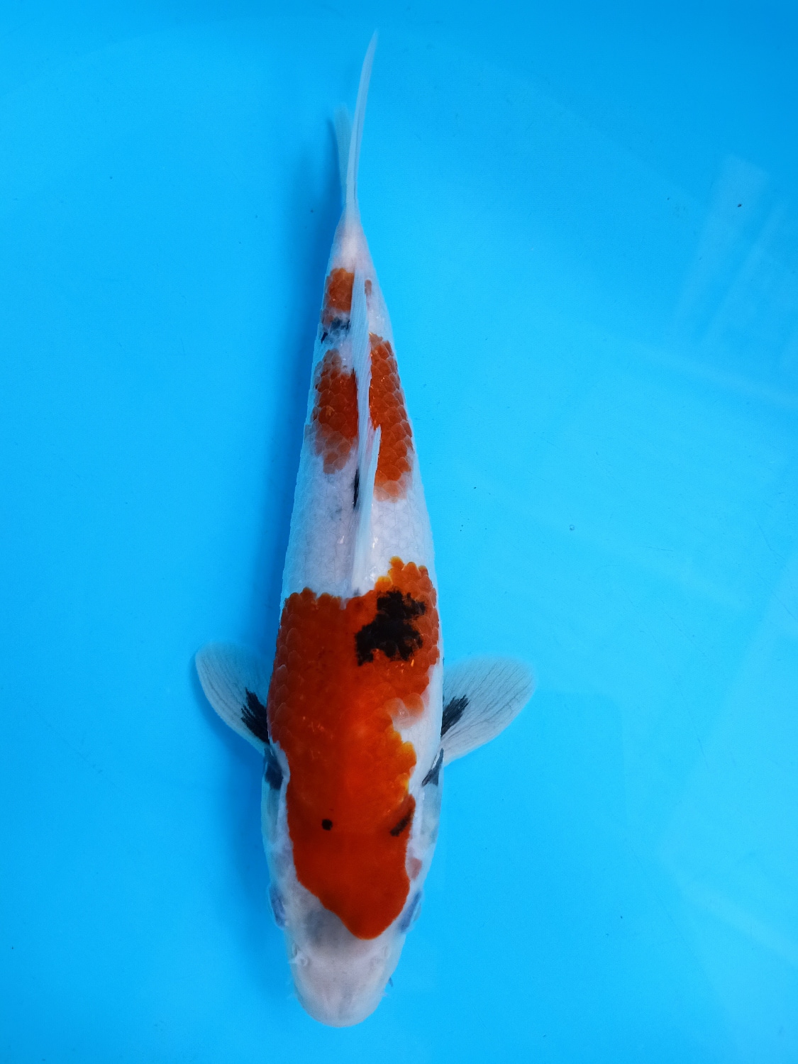SHOWA 29cm