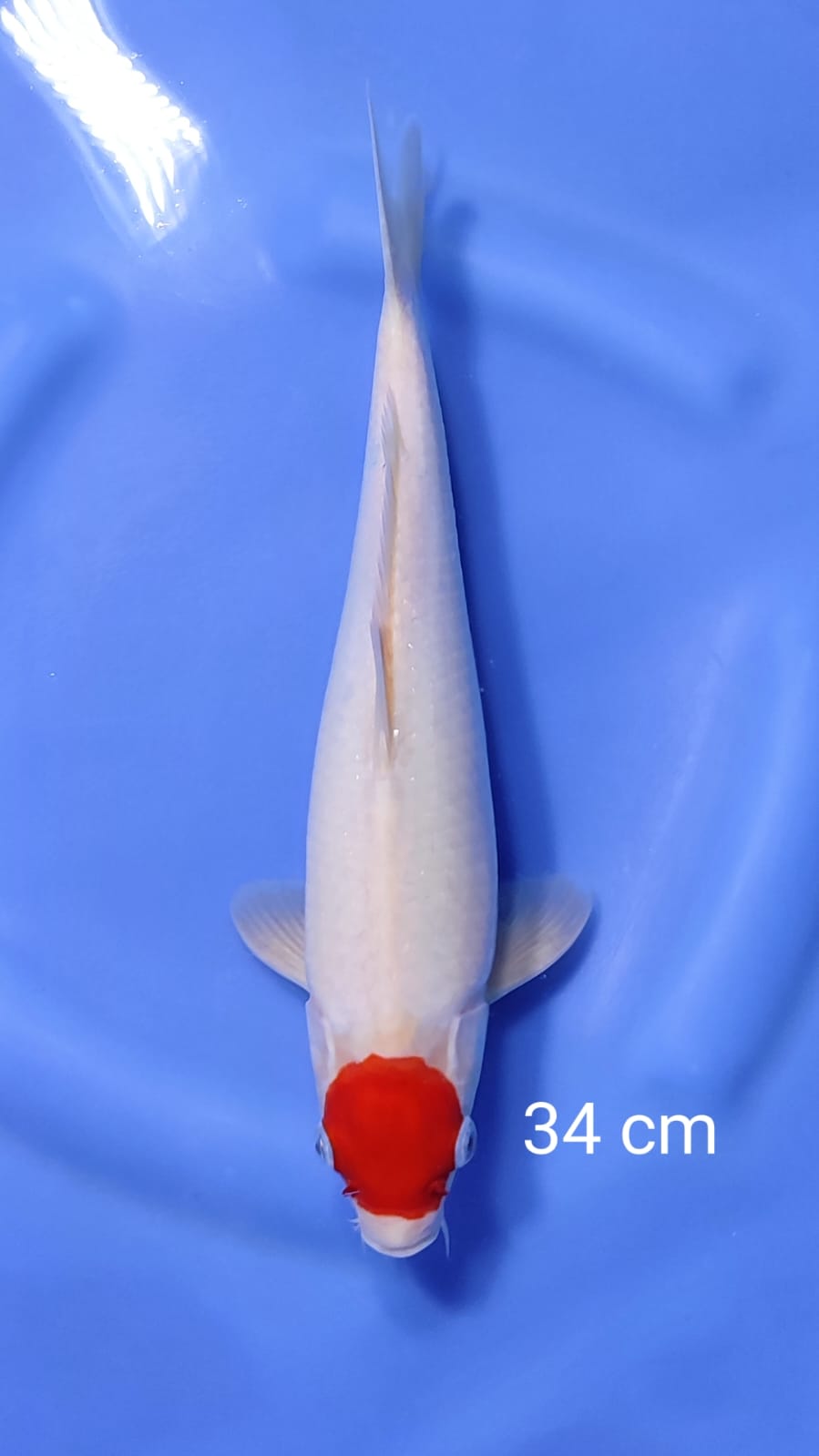TANCHO 34cm