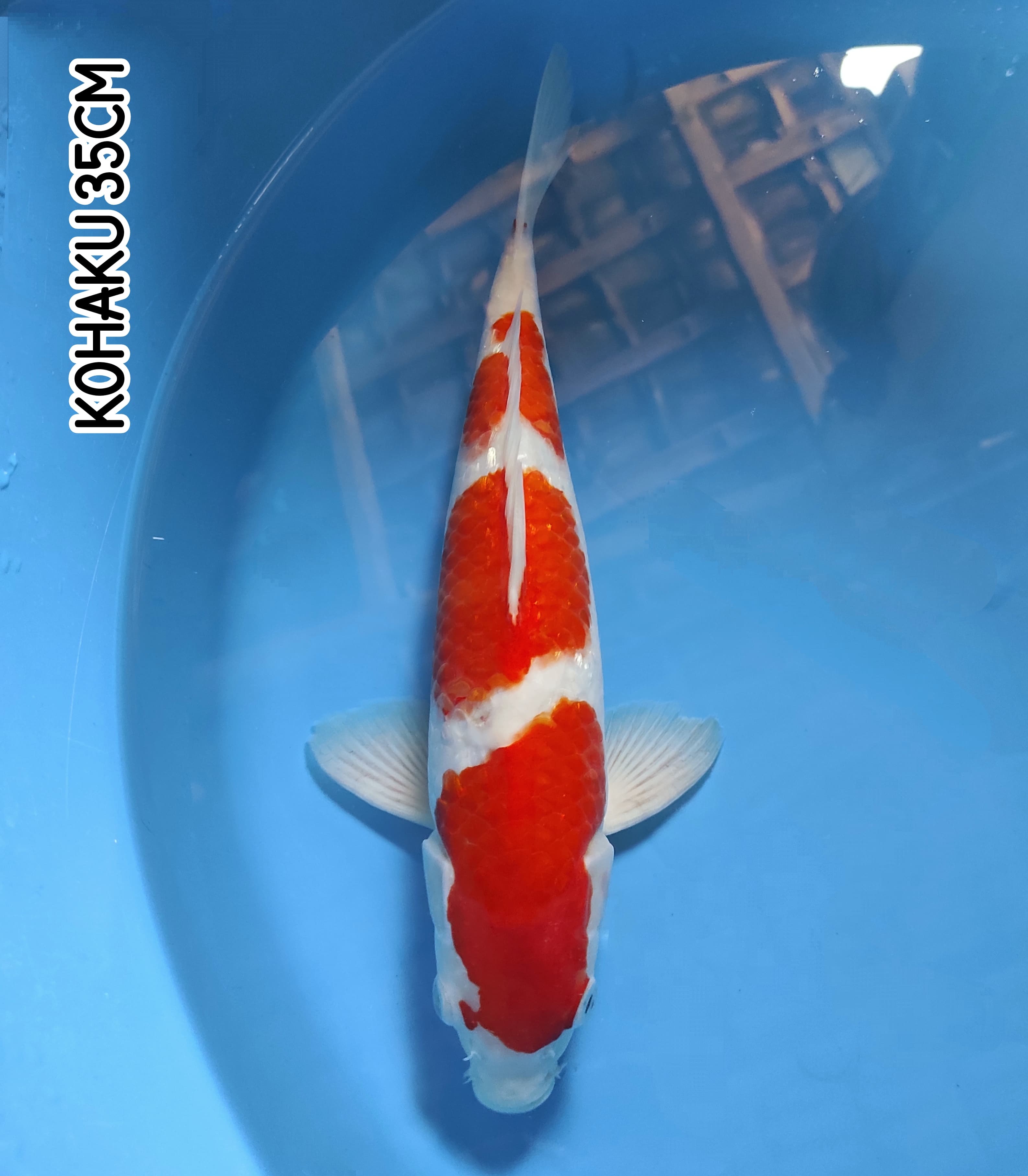 KOHAKU 35cm