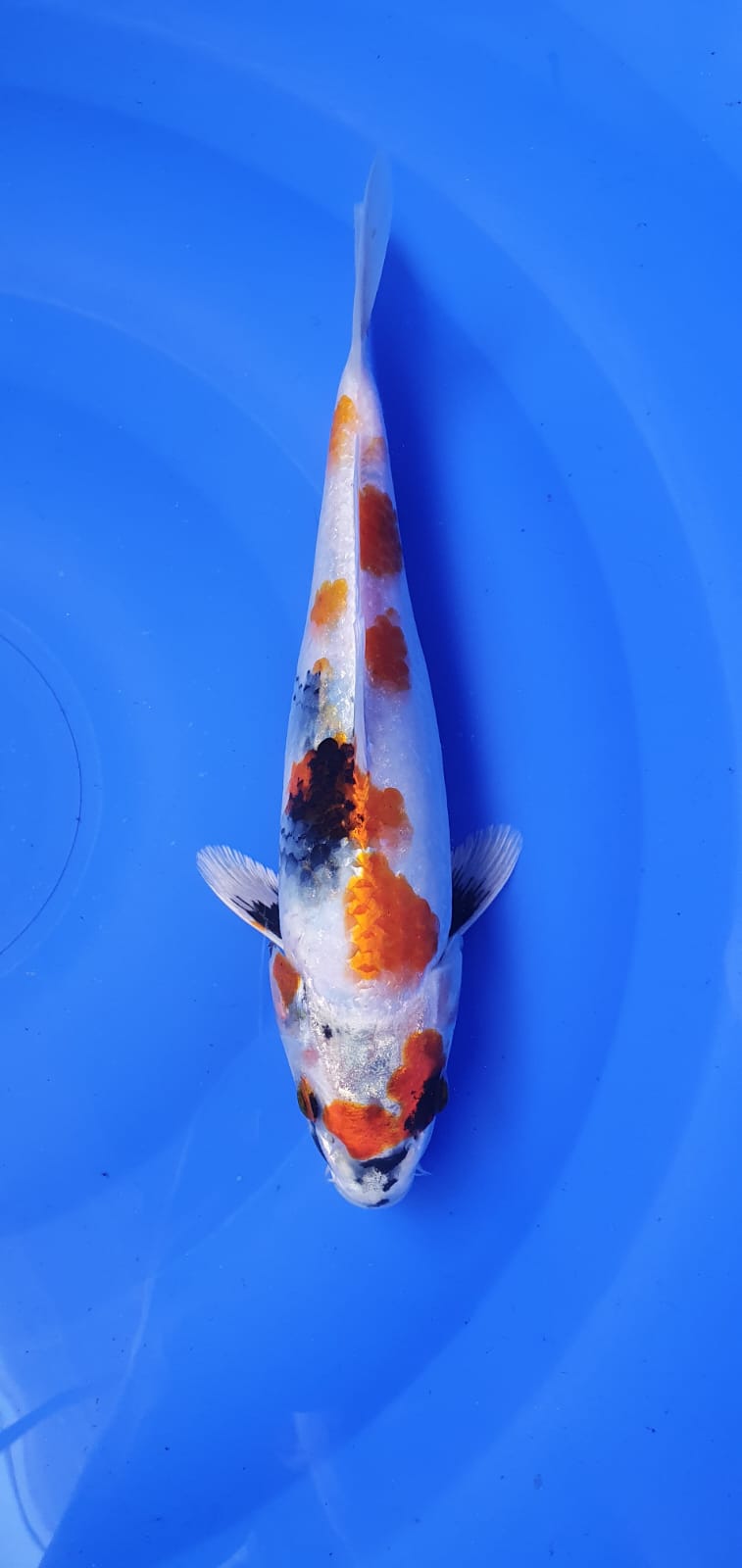 KIN SHOWA FNF 22cm