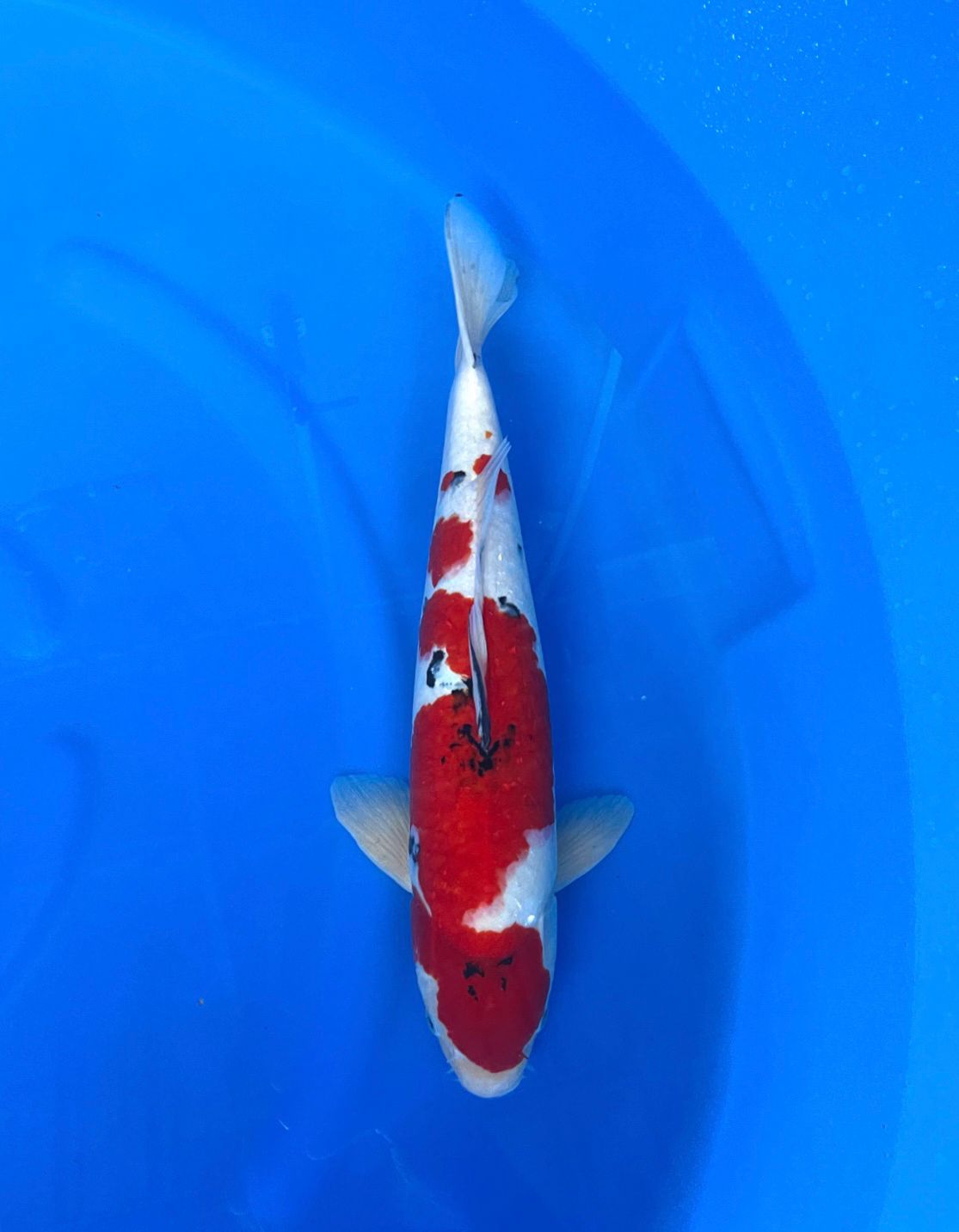 SHANKE 44cm