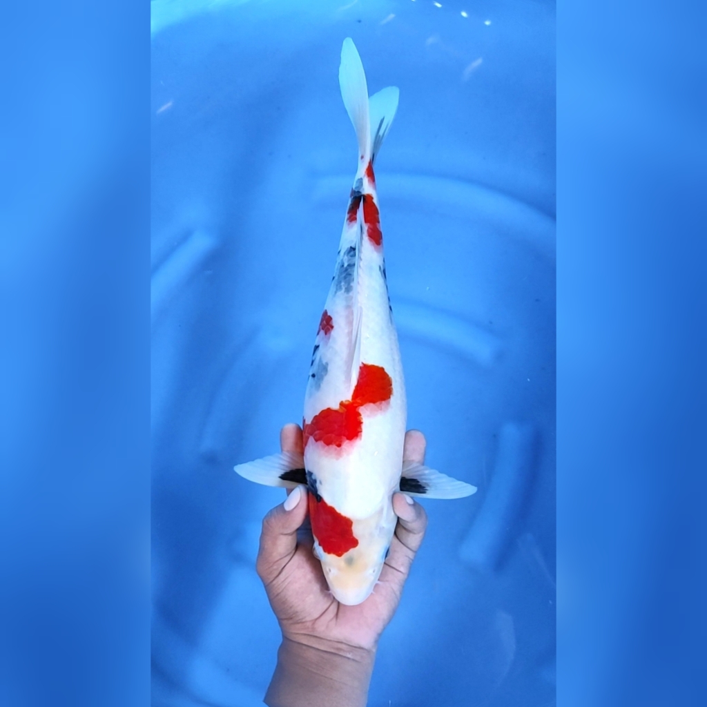 KINDAI SHOWA MOTOGORO JUMBO 40BU 39cm