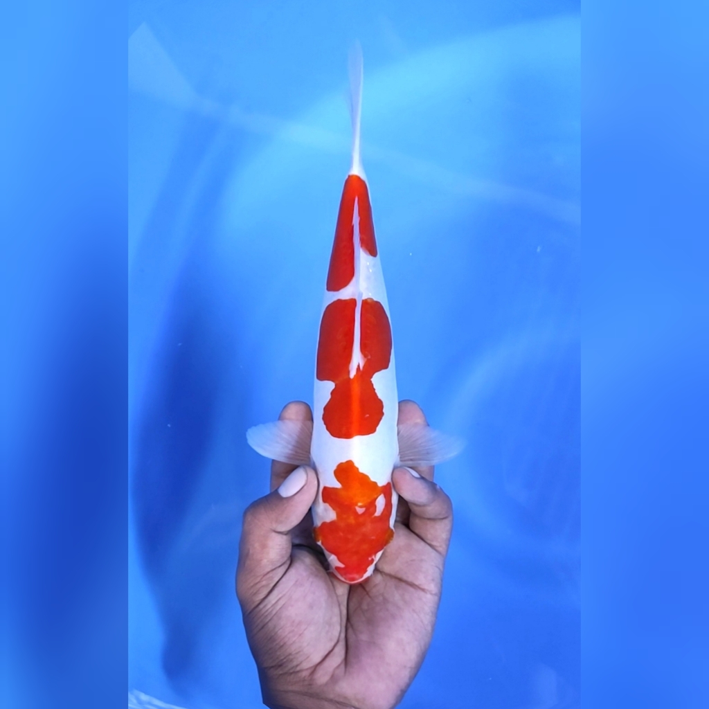 DOITSU MURNI 3 STEP ORIGINAL 26cm