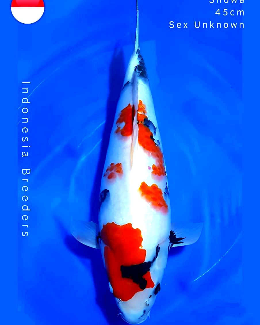KINDAI SHOWA SQ 45cm