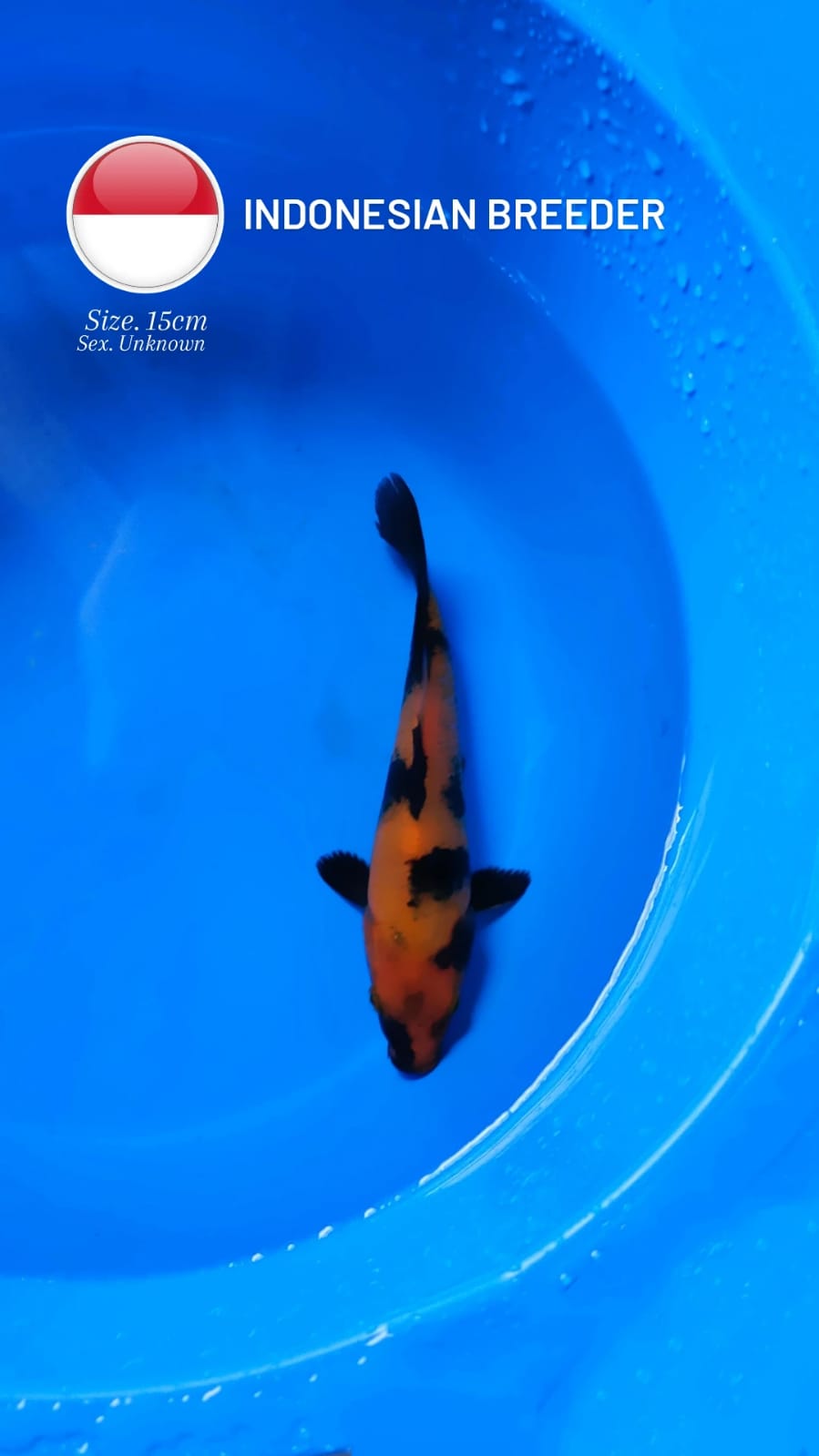 HIUTSURI 15cm