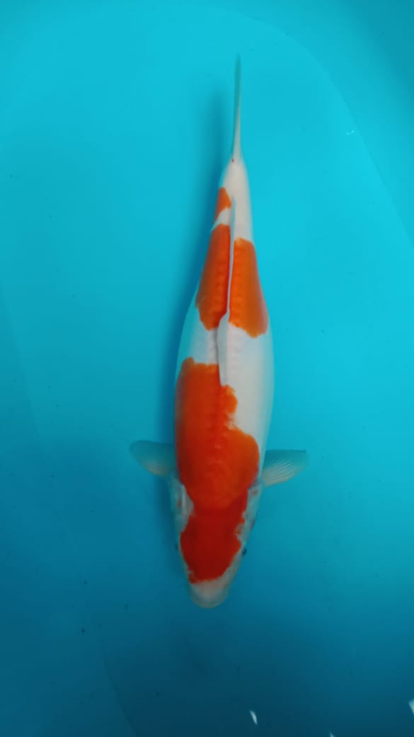 KOHAKU DOITSU SIZE 41cm