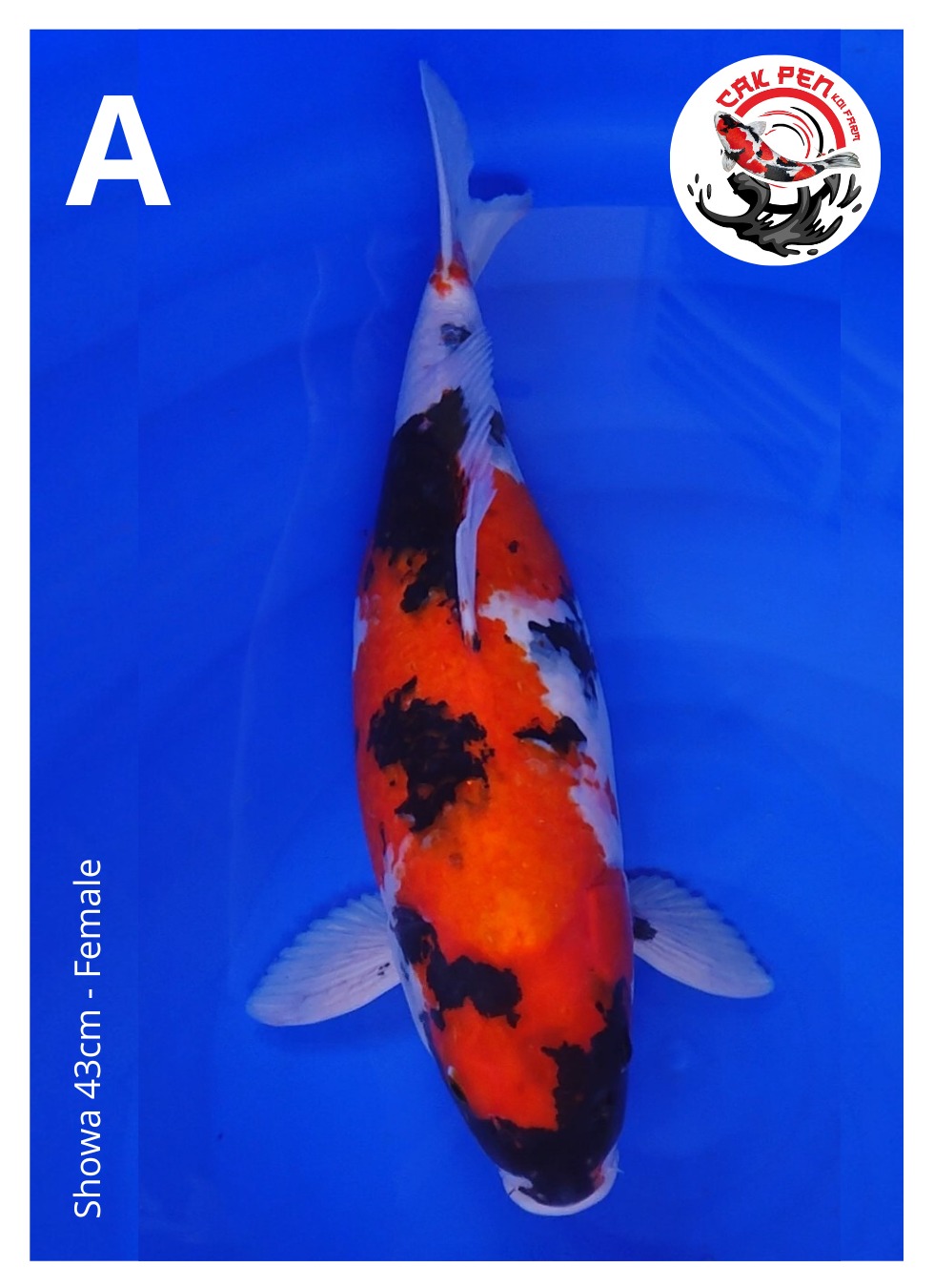 SHOWA 43cm