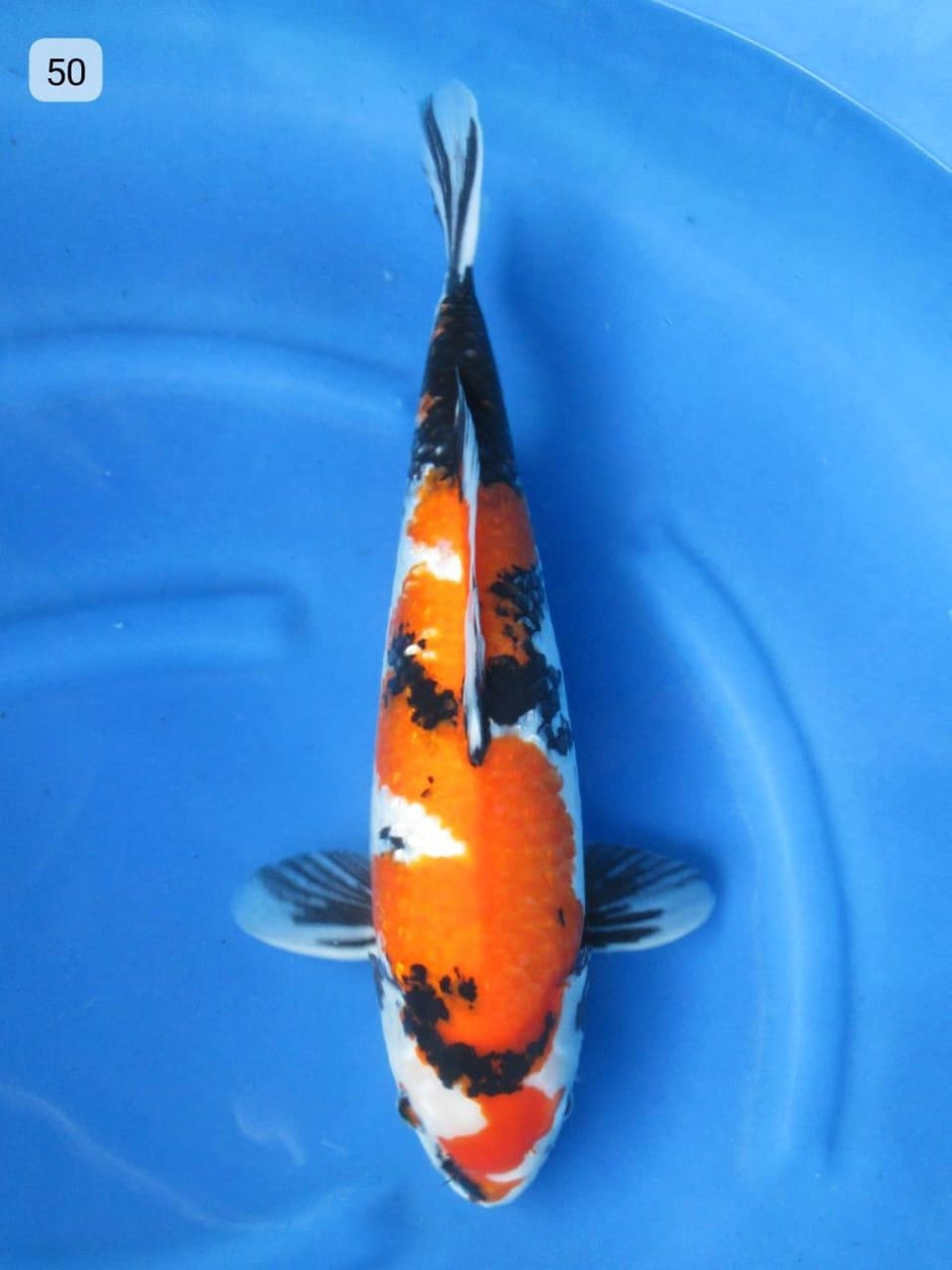 Ikan Koi JUMBO SHOWA 50cm, lelang koi JUMBO SHOWA 50cm, jual koi JUMBO SHOWA 50cm, beli koi JUMBO SHOWA 50cm, Lelang Koi Online, Jual Beli Ikan Koi, Pusat Jual Beli Koi, Info Lelang Koi Hari Ini, Platform Jual Beli Koi, Jual Beli Ikan Koi Online, Marketplace Ikan Koi, Jual Koi Terbaik, Tempat Beli Koi Berkualitas, Pasar Ikan Koi Online Terpercaya, Penjual Ikan Koi Terpercaya, Beli Koi Hias Online, Ikan Koi untuk Dijual, Koi Kualitas Terbaik, Toko Online Ikan Koi, Koi Hias Untuk Dijual, Jual Beli Ikan Koi Lokal, Koi Indonesia Online, Pusat Jual Beli Koi Terbesar