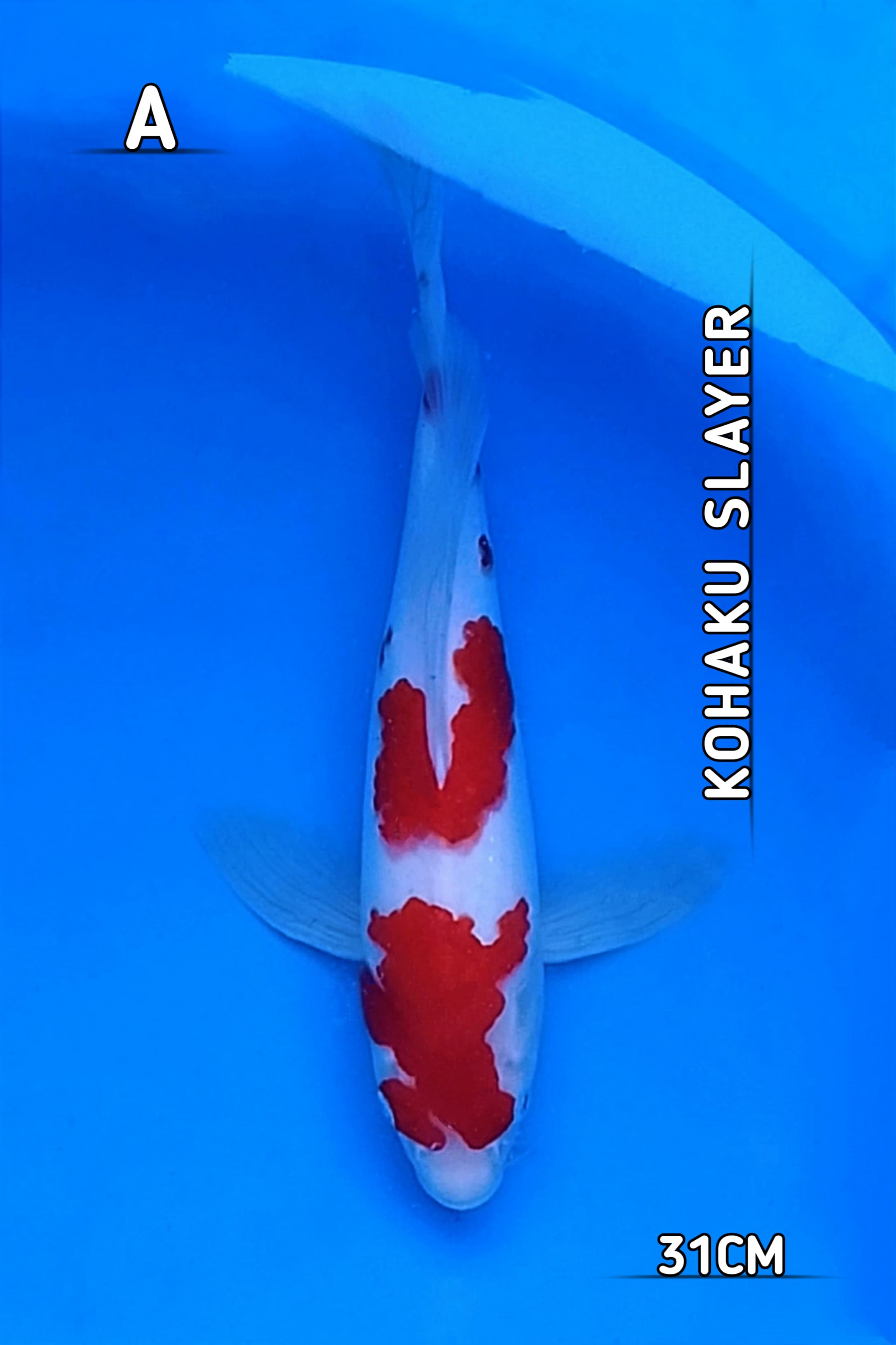 KOHAKU SLAYER LIMITED EDITION 31cm