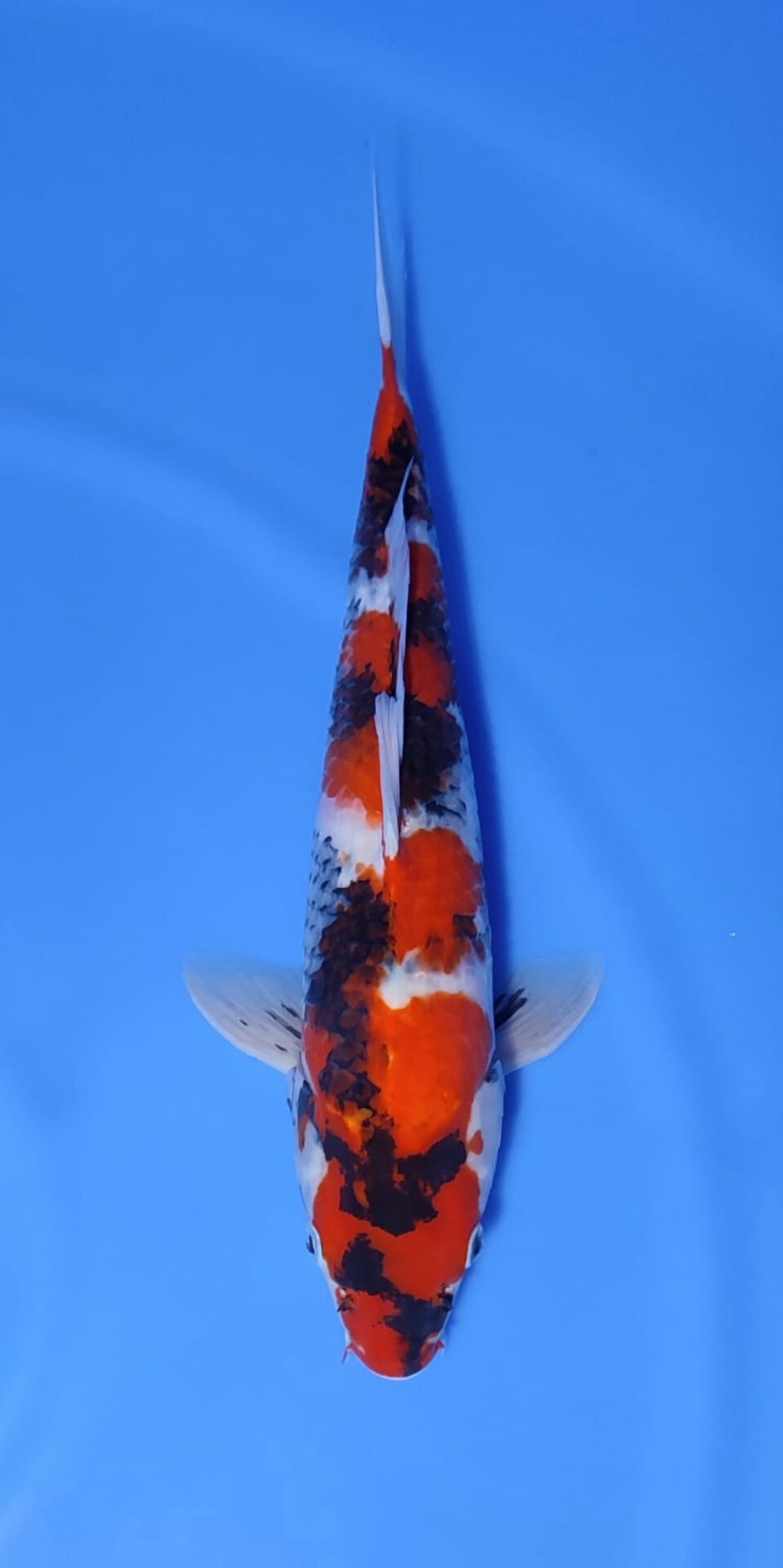 SHOWA 45cm