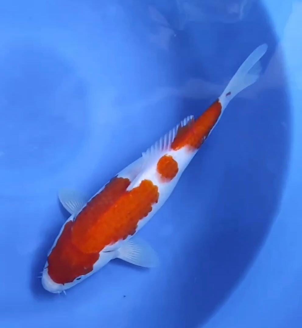 KOHAKU ORIGINAL MANTAP 32cm
