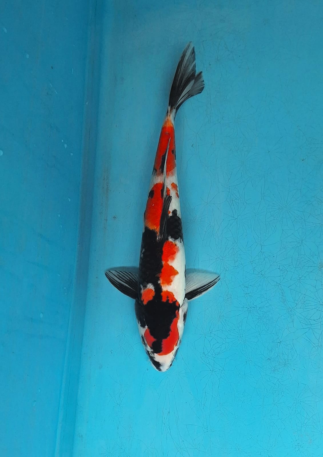 SHOWA SANSHOKU 30cm